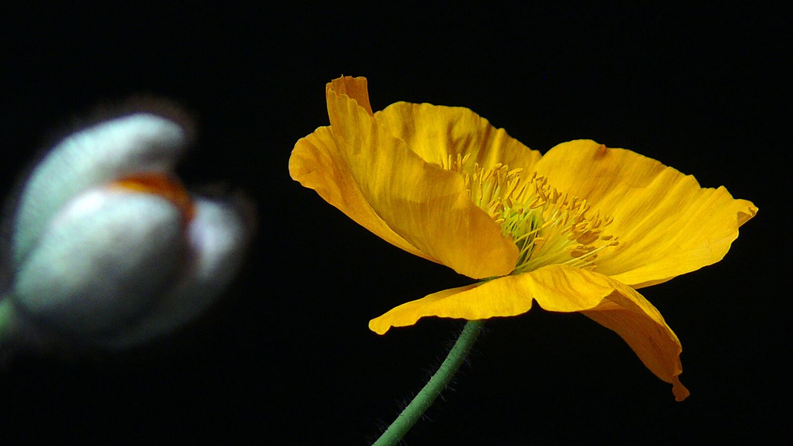 Leica V-LUX 1 sample photo. Yellow poppy, poppy, yellow photography