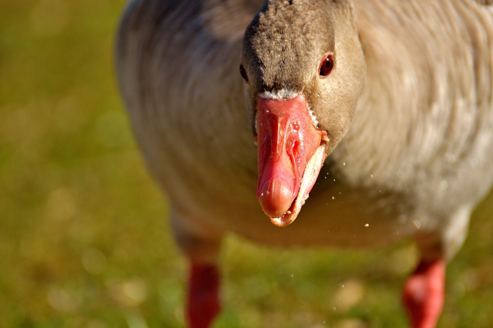 Nikon D3200 sample photo. Goose, water bird, animal photography