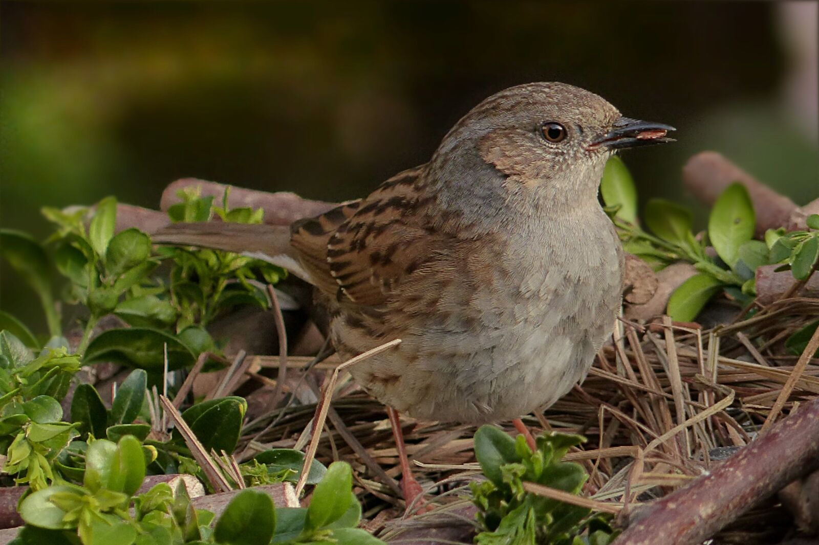 Panasonic Lumix DMC-FZ200 sample photo. Dunnock, prunella modularis, bird photography