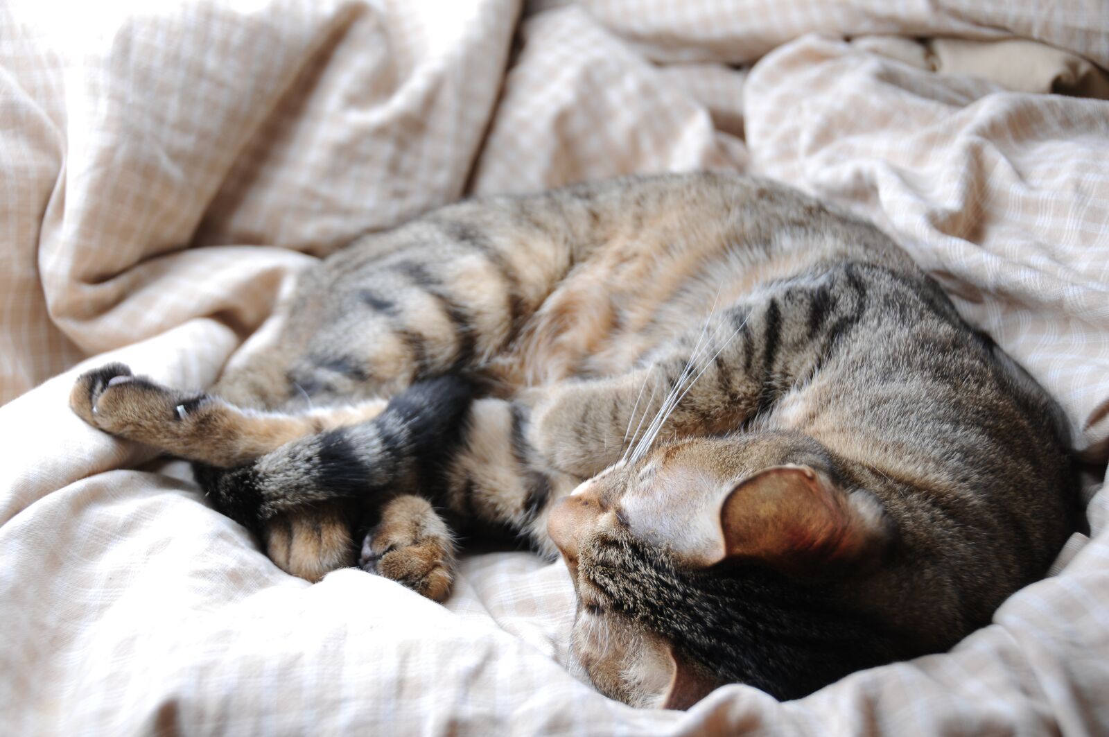 Nikon D300S sample photo. Cat, pet, sleeping their photography