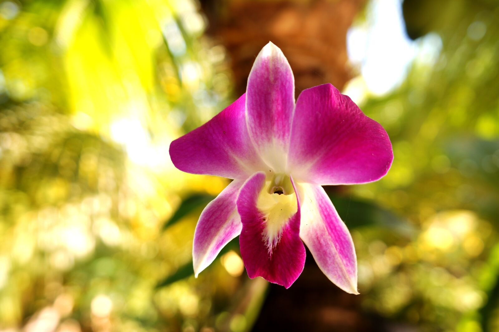 Sony Alpha NEX-F3 + Sony E 18-55mm F3.5-5.6 OSS sample photo. Orchids, solitary, purple flowers photography