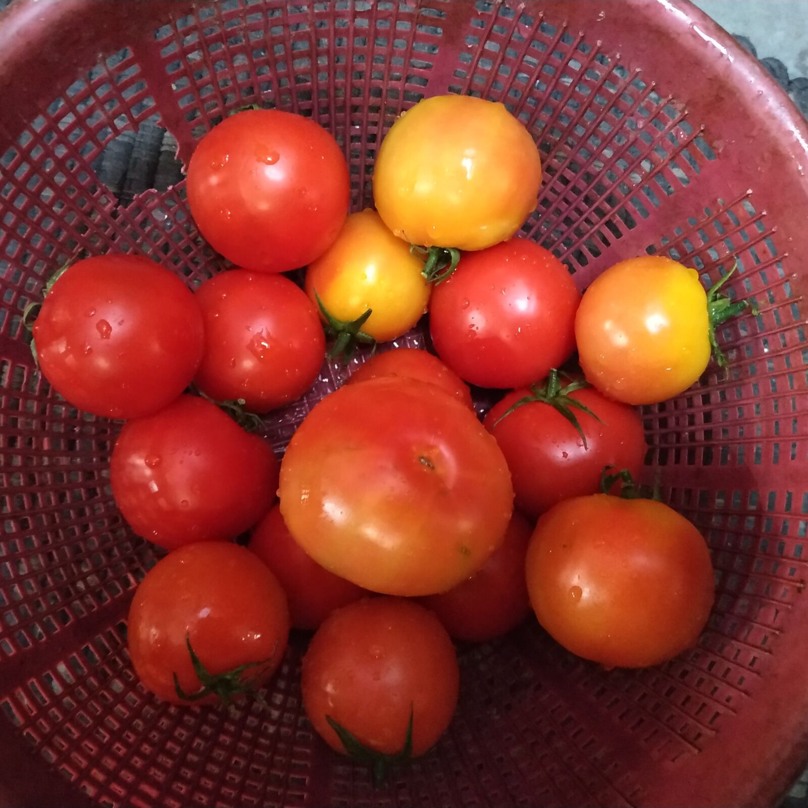 Xiaomi Redmi Note 6 Pro sample photo. Organic vegetable, fruits, tomato photography