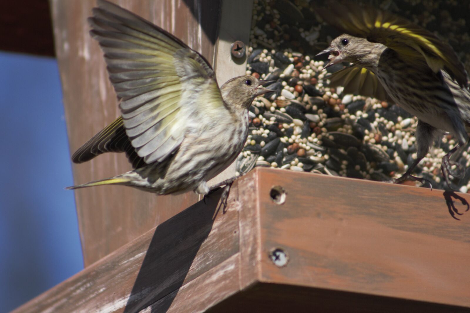 Canon EOS 550D (EOS Rebel T2i / EOS Kiss X4) sample photo. Bird, feather, nature photography