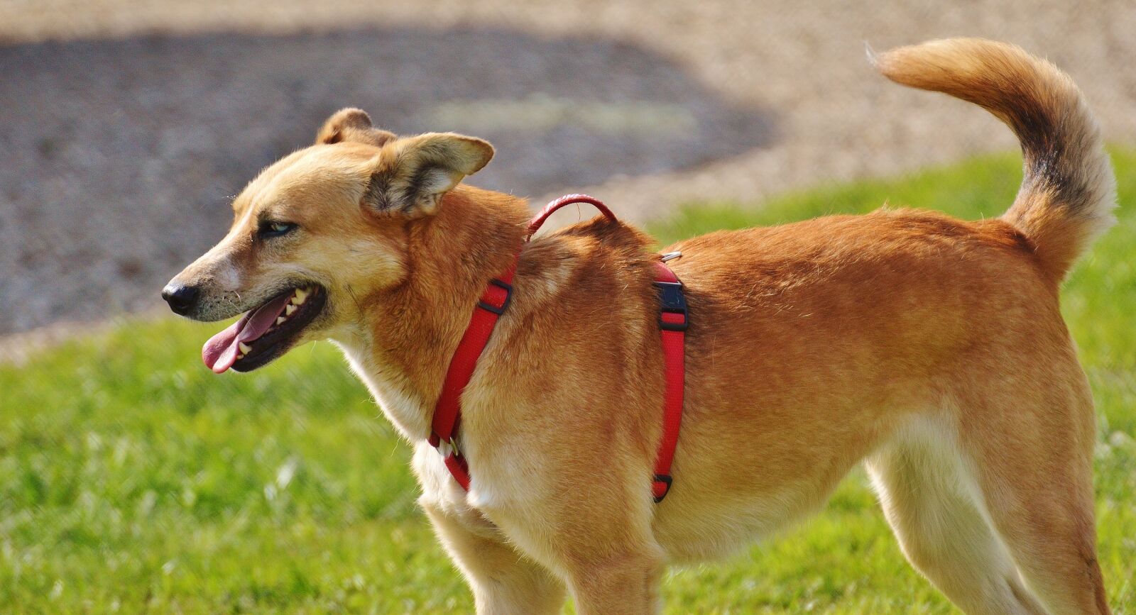 Nikon D3200 sample photo. Dog, beige, fur photography