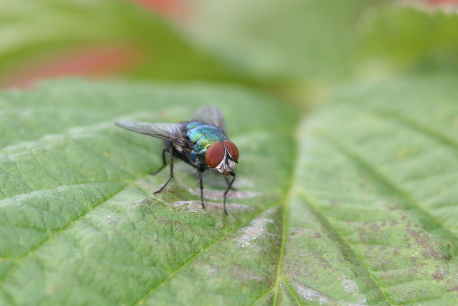 Canon EOS 20D sample photo. Fly, insect, flying photography