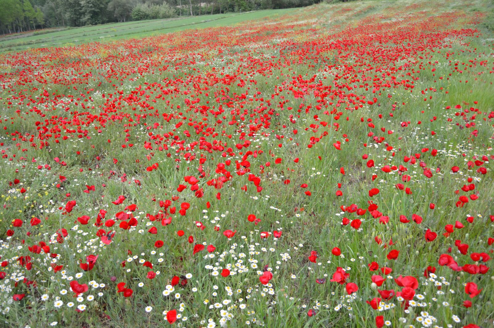 Nikon D3200 sample photo. Papaver rhoeas, garden, dirt photography