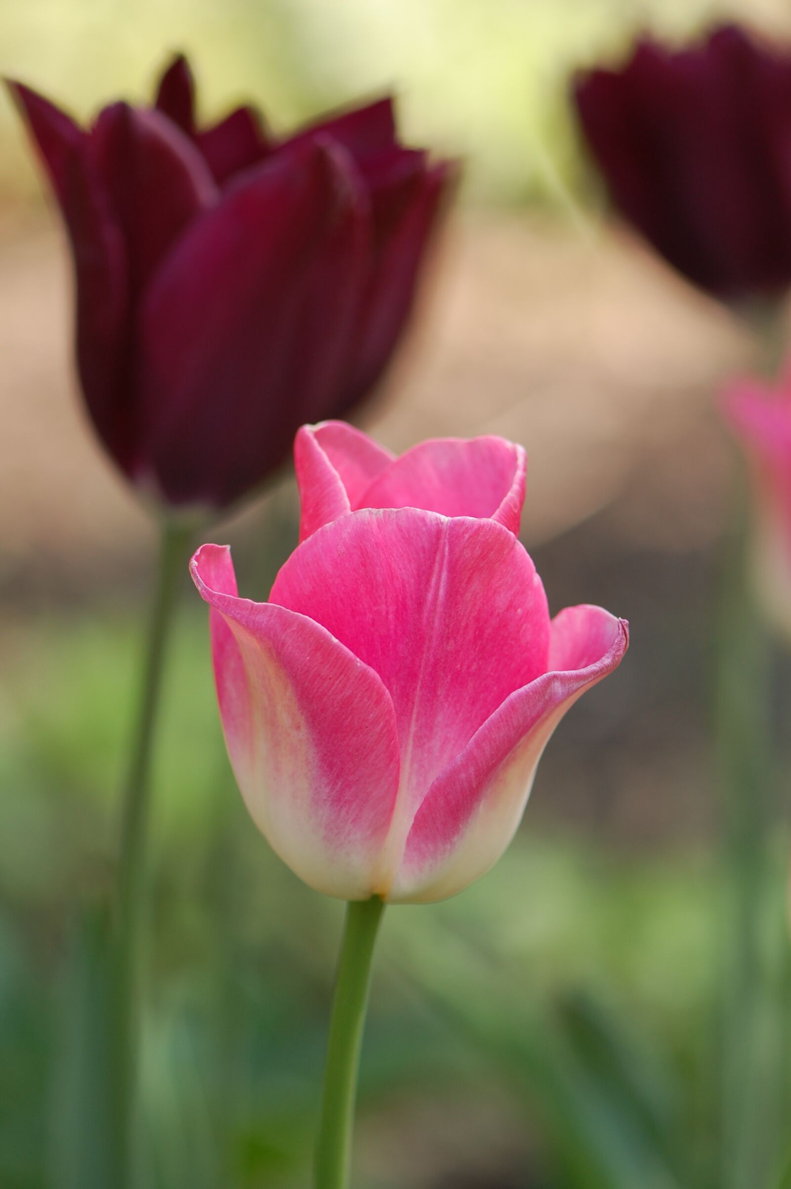 Nikon D40 sample photo. Flower, tulip photography