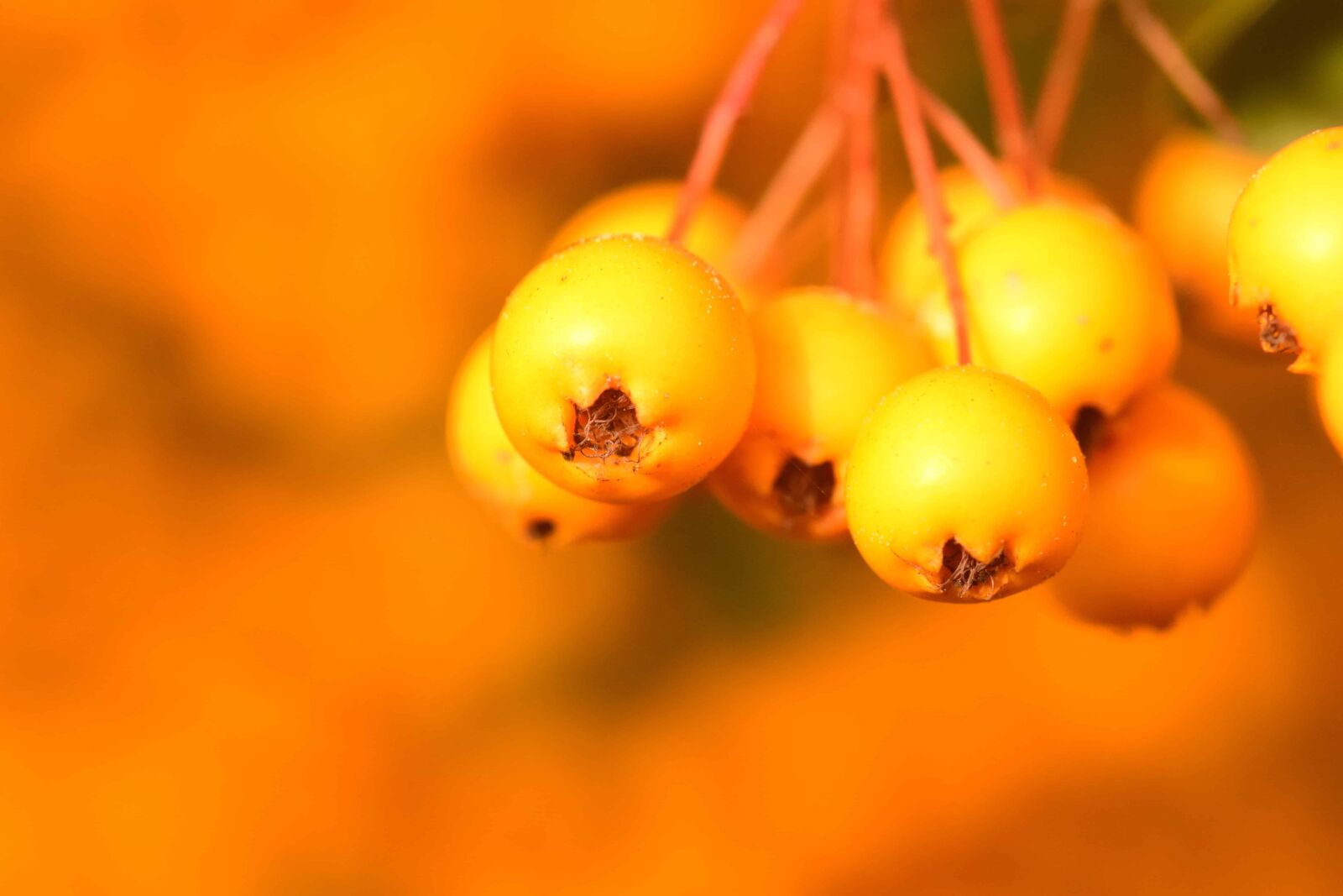 Nikon D3300 sample photo. Shrub, berry, nature, plant photography