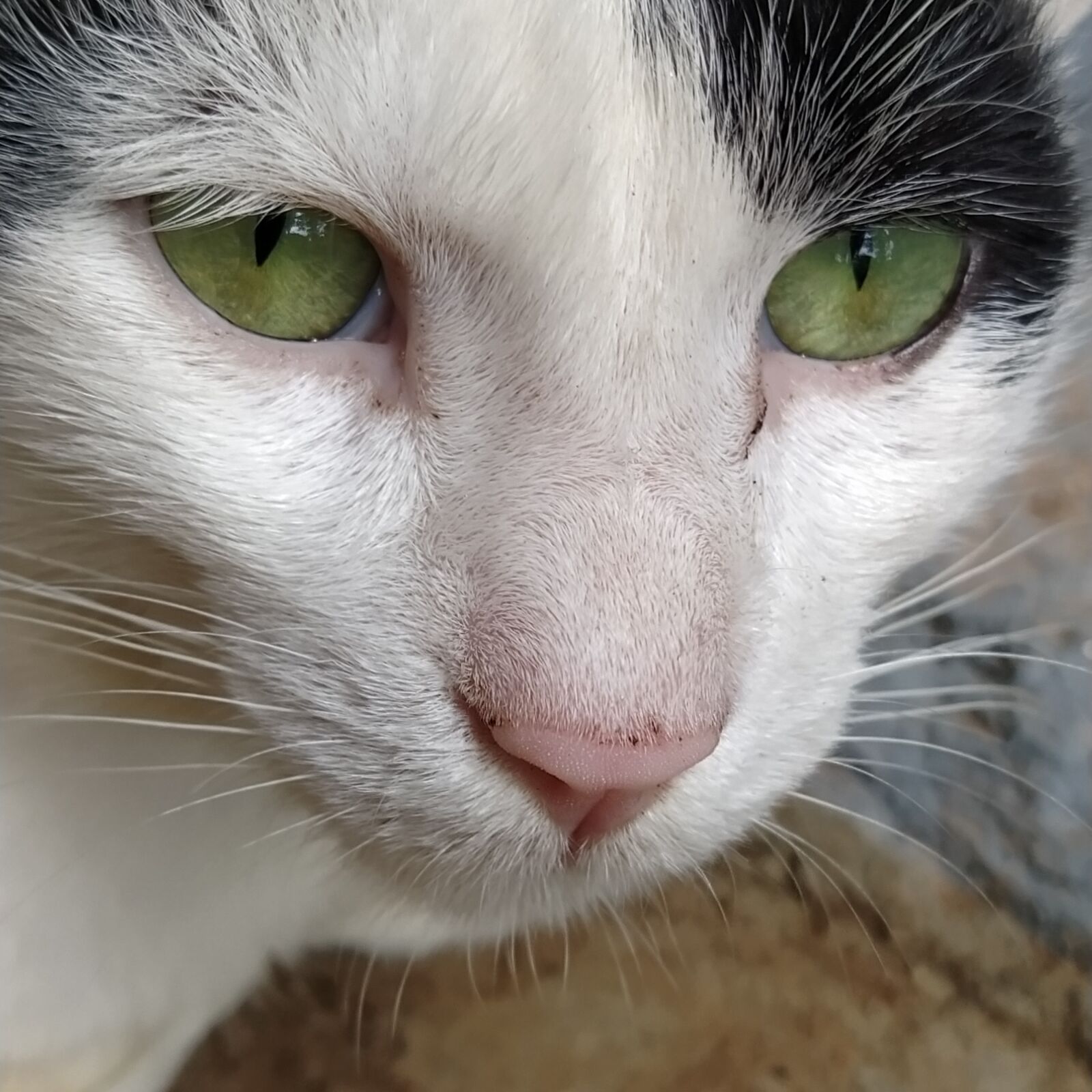 Xiaomi Mi A3 sample photo. Cat, cat lover, pet photography