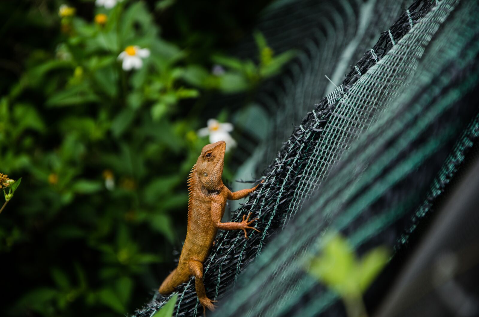 Nikon D7000 sample photo. Lizard, garden, animal photography