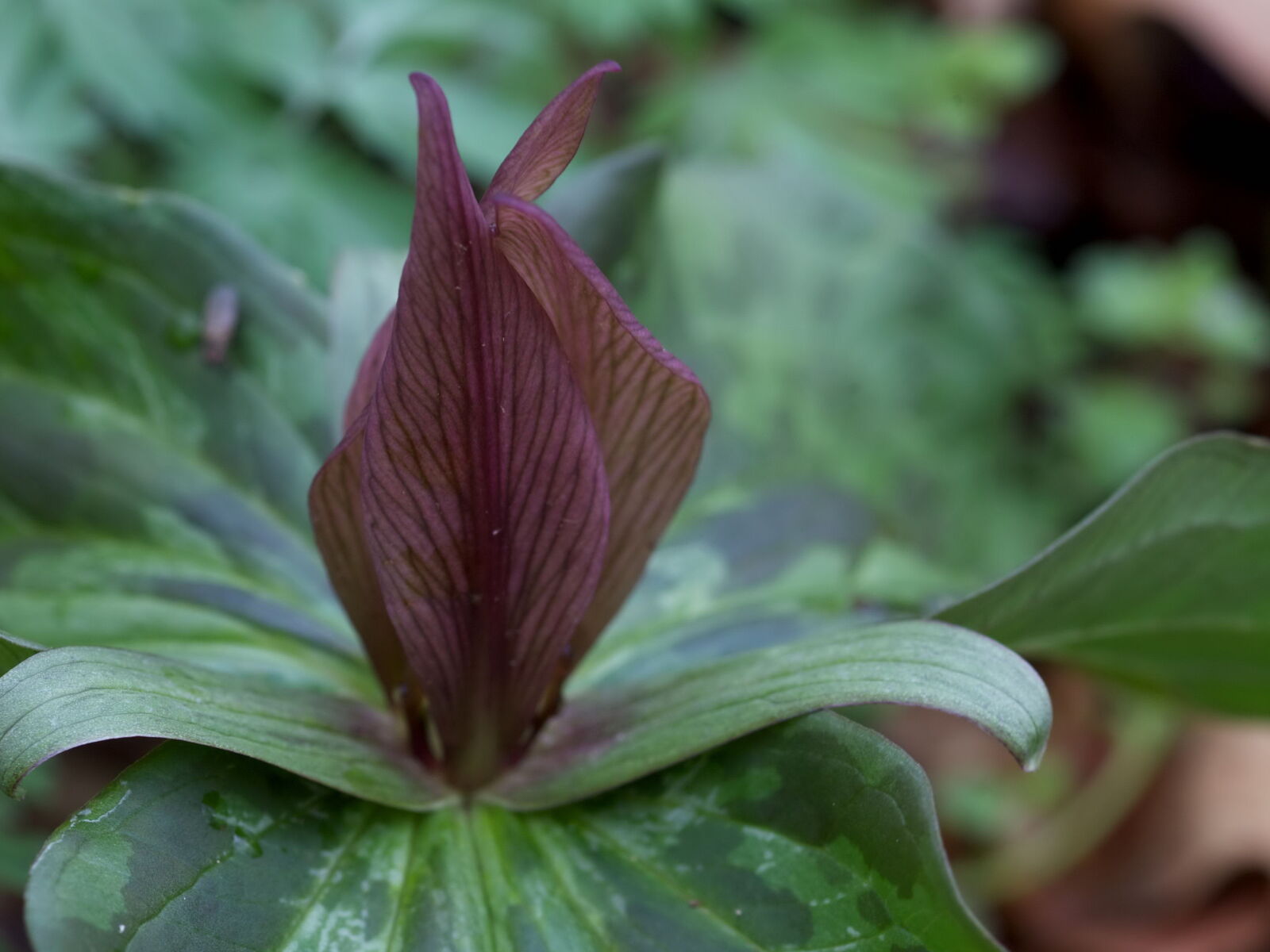 Canon EOS 5D Mark II sample photo. Toad shade, perennial, spring photography