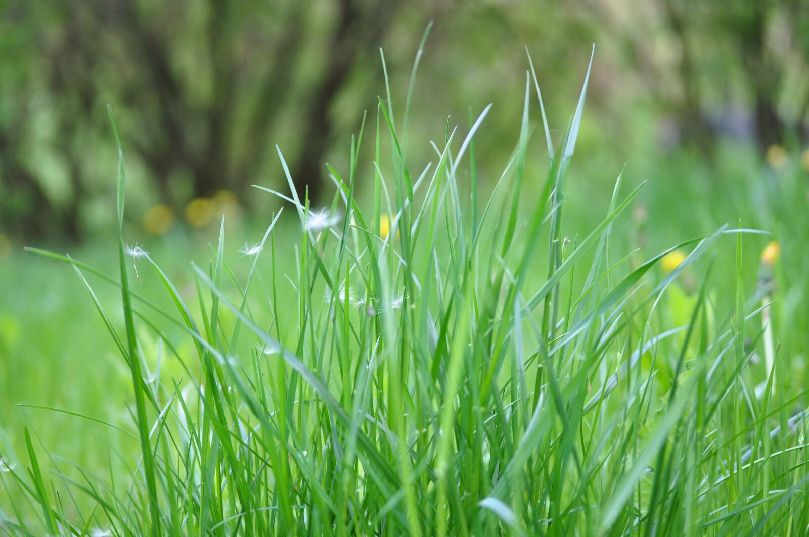 Nikon D5000 sample photo. Dandelions, grass, spring photography