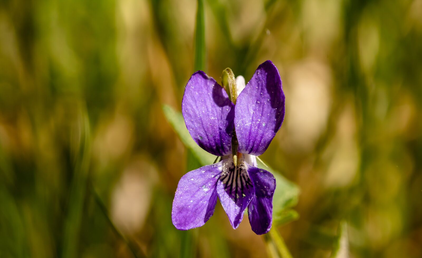 Canon EOS 750D (EOS Rebel T6i / EOS Kiss X8i) sample photo. Dog-violets, viola canina, ro photography