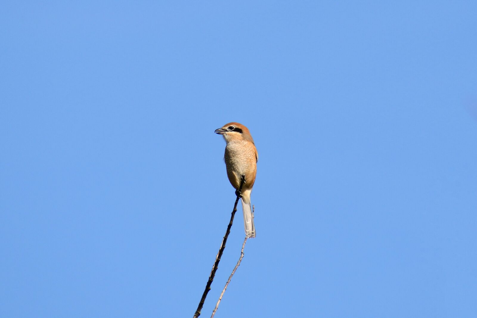 VR 70-300mm f/4.5-6.3G sample photo. Animal, sky, wood photography