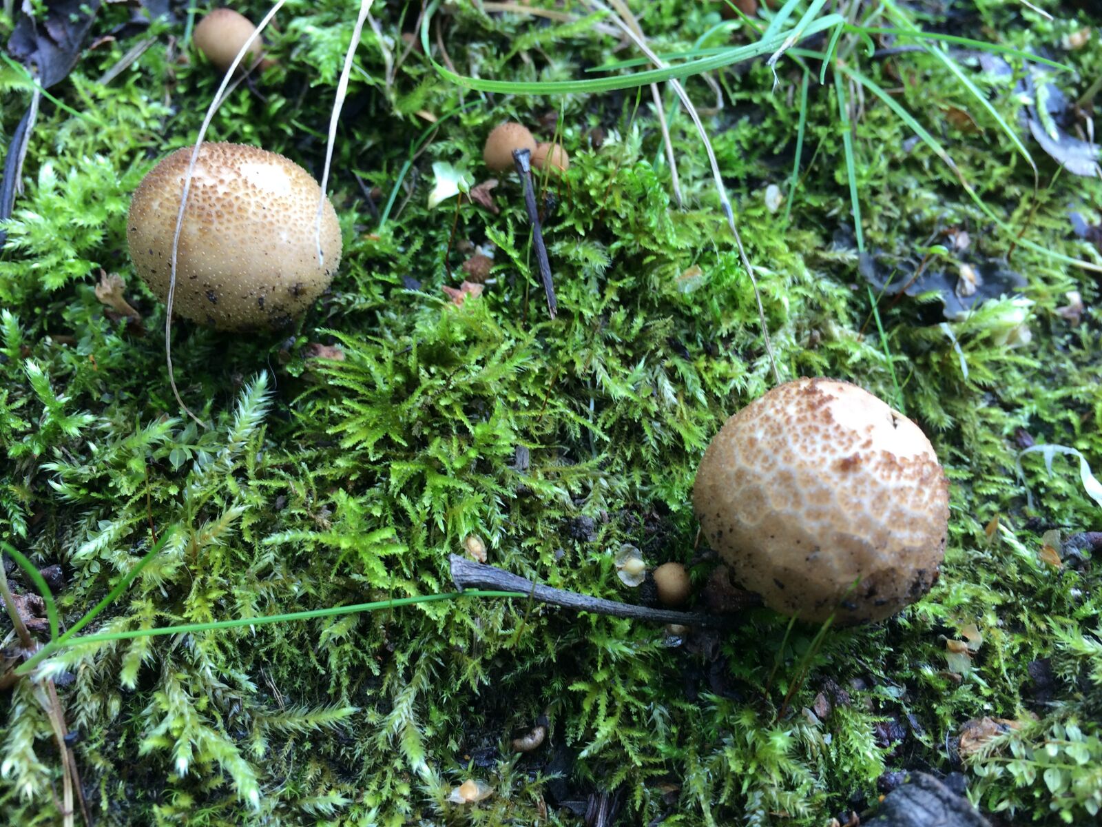 iPhone 5s back camera 4.15mm f/2.2 sample photo. Mushroom, fungi, fungus photography