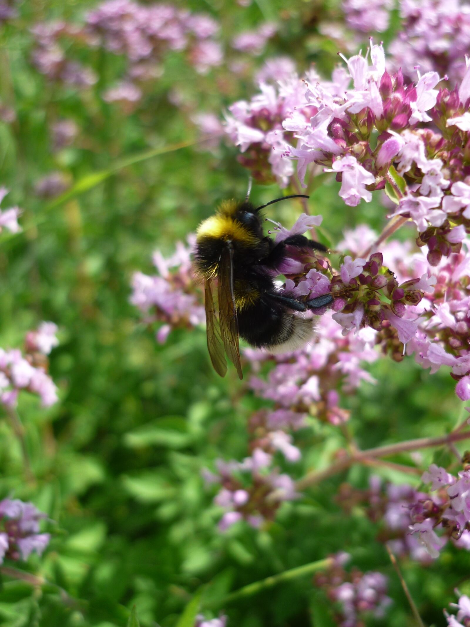 Panasonic Lumix DMC-FS6 sample photo. Hummel, insect, thyme flowers photography