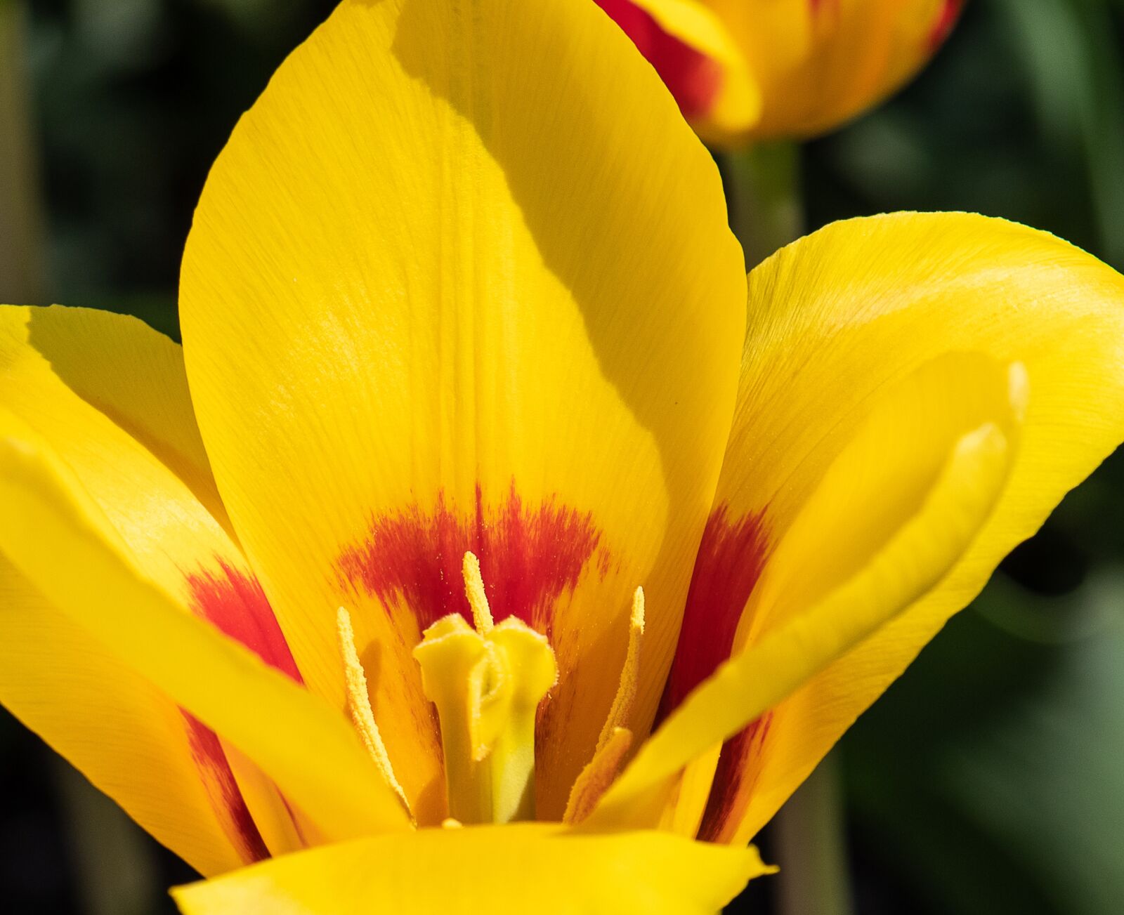 Canon EF-S 55-250mm F4-5.6 IS STM sample photo. Tulip, flower, plant photography