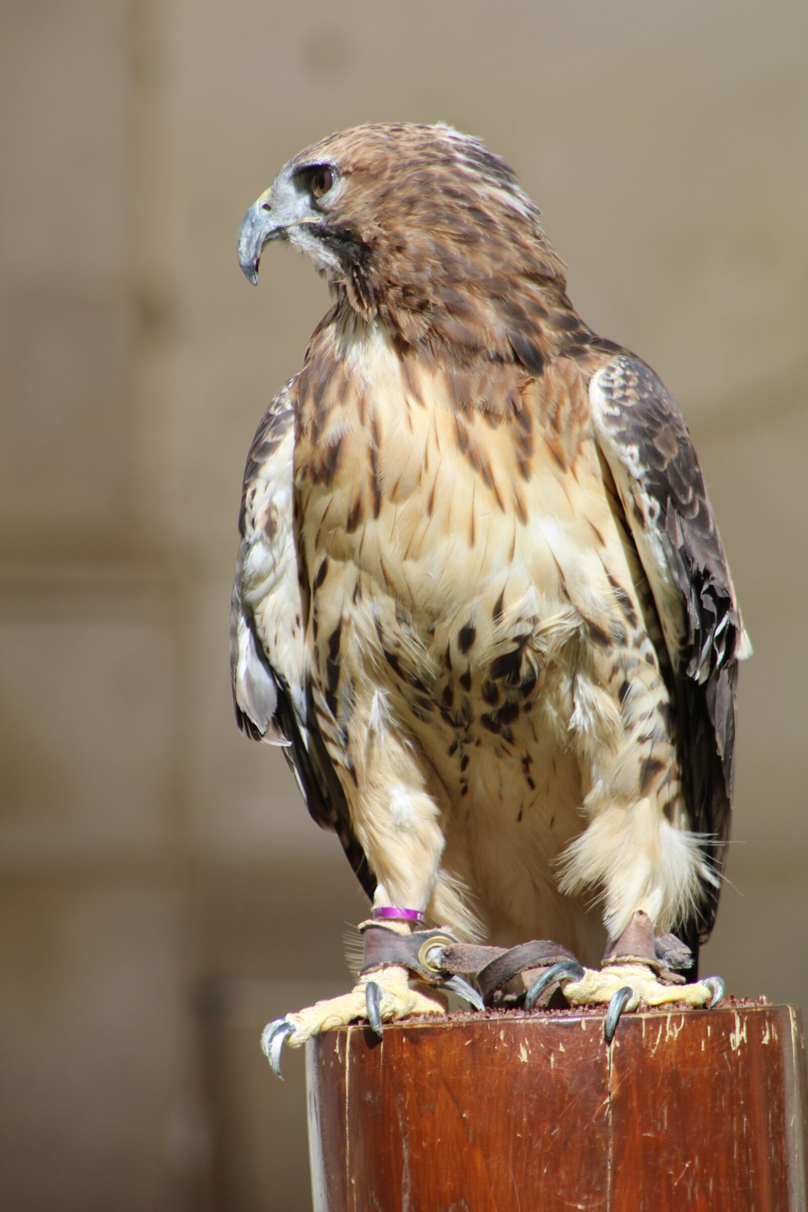 Canon EF75-300mm f/4-5.6 sample photo. Birds, owls, eagle photography