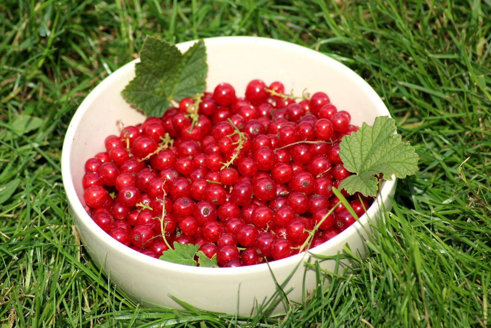 Canon EOS 1200D (EOS Rebel T5 / EOS Kiss X70 / EOS Hi) sample photo. Currant, fruit, summer photography
