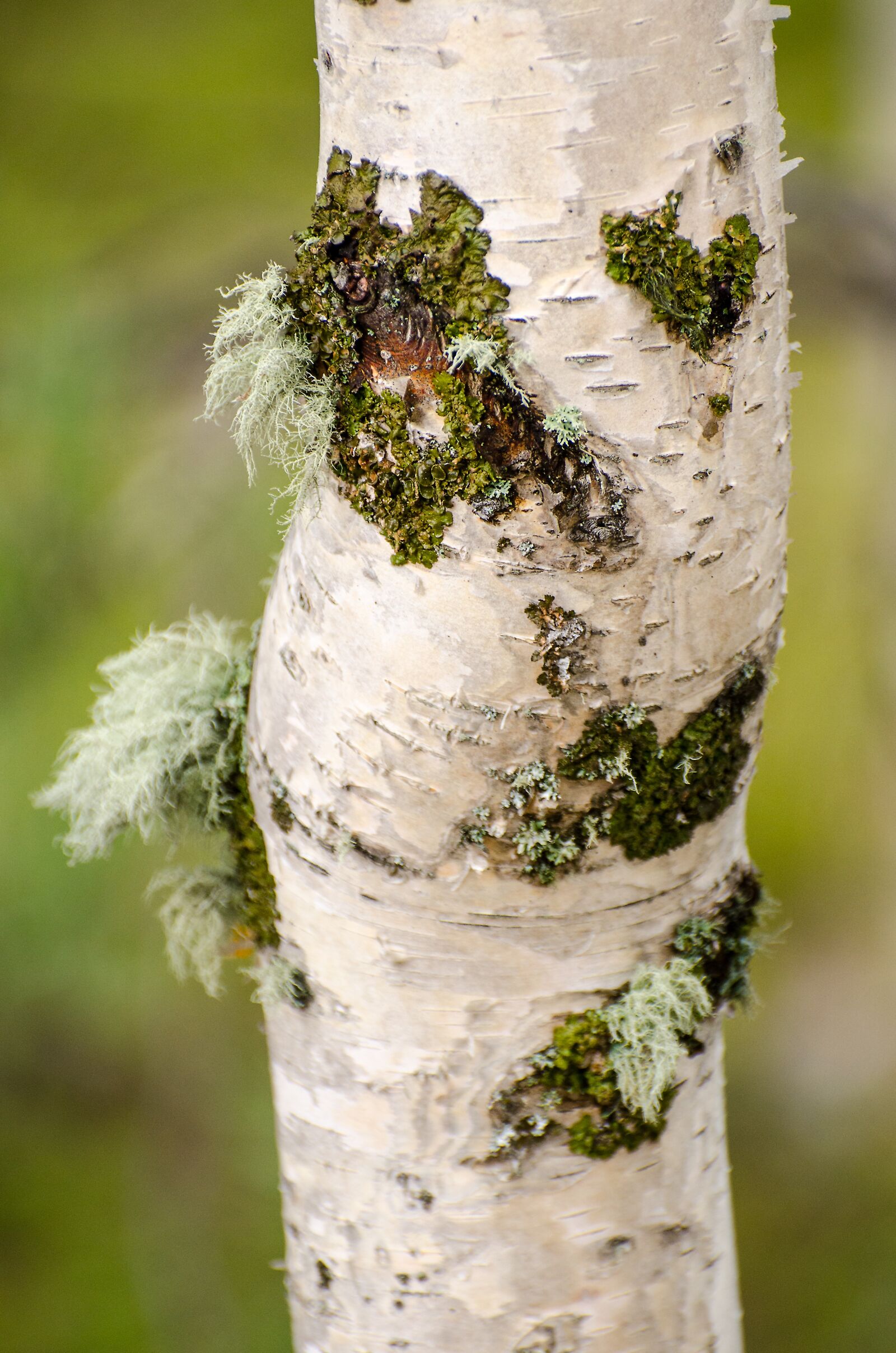 Nikon D7000 sample photo. Tree trunk, moss, trees photography