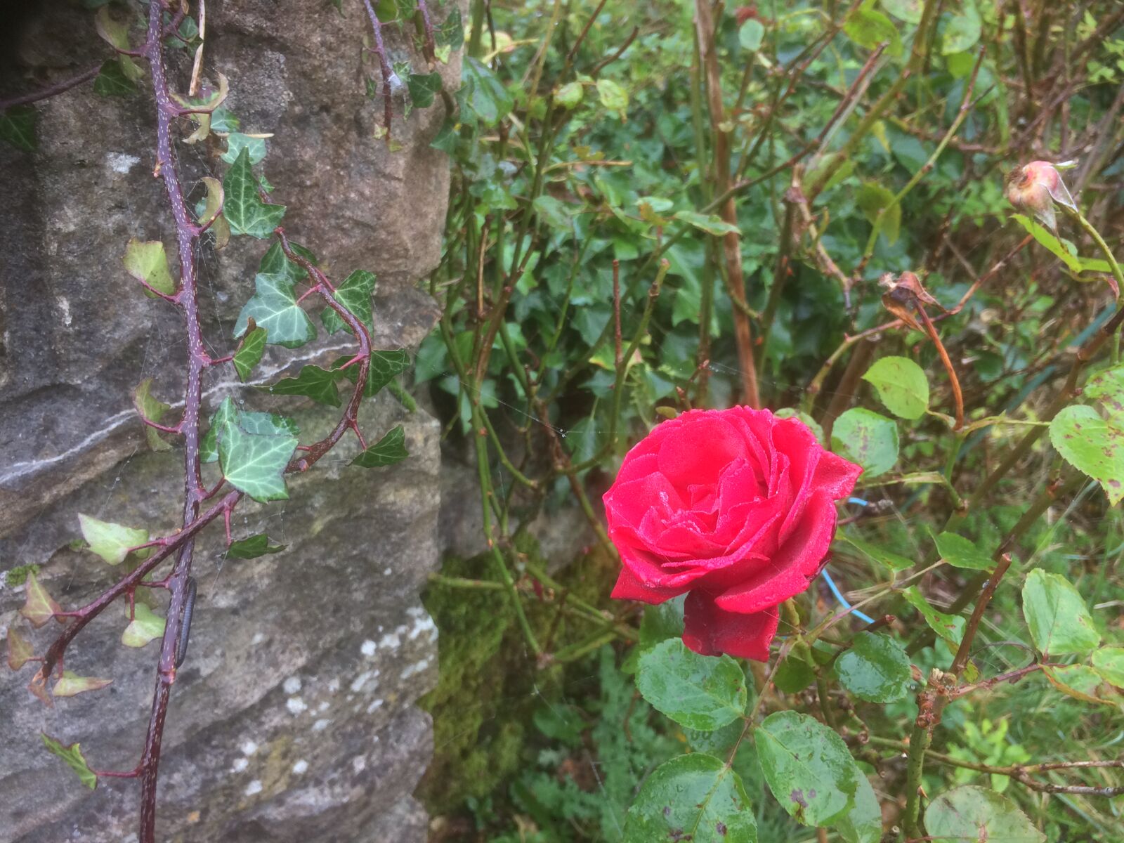 iPhone 5s back camera 4.15mm f/2.2 sample photo. A, winter, rose photography