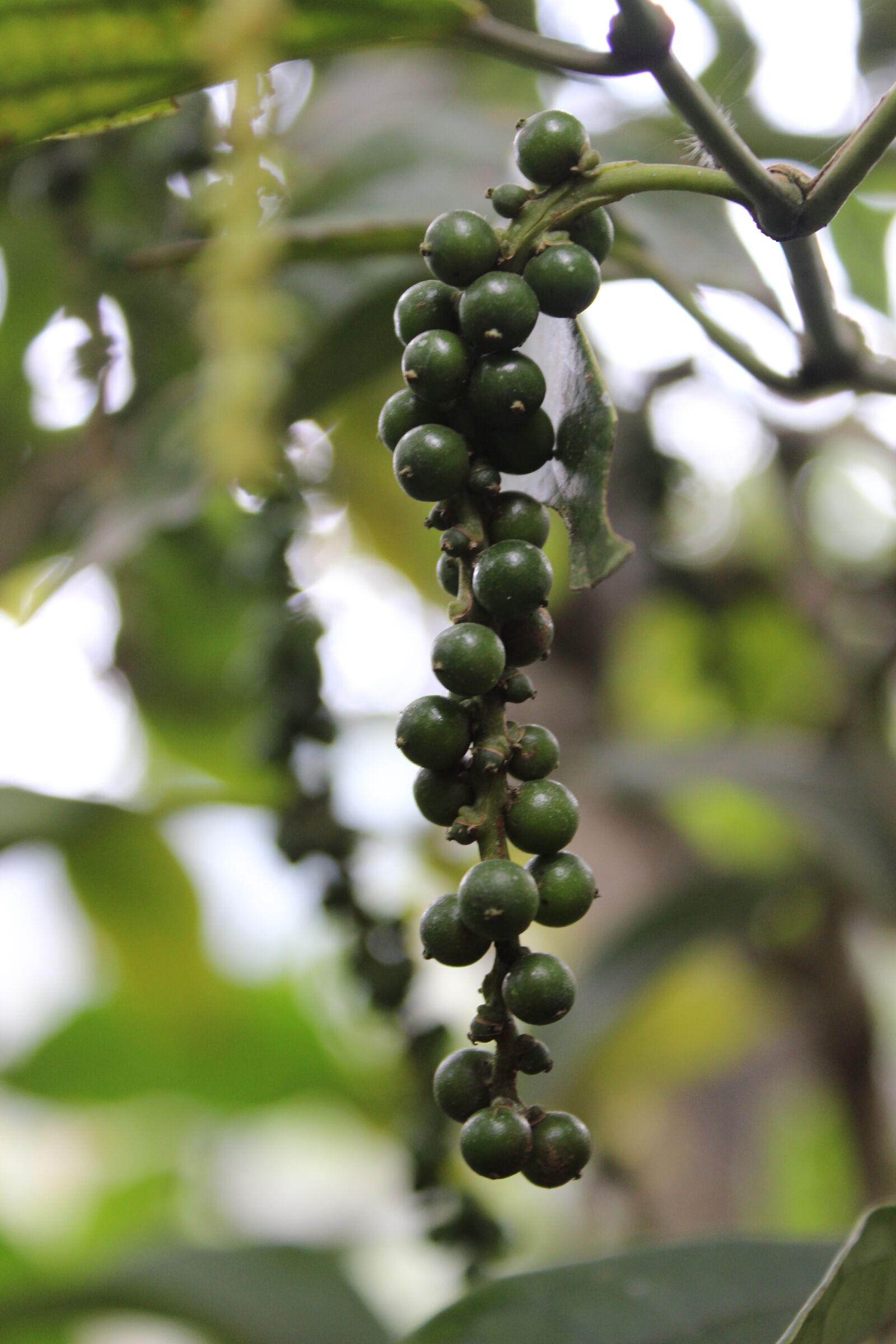 Canon EOS 600D (Rebel EOS T3i / EOS Kiss X5) sample photo. Pepper, green pepper, green photography