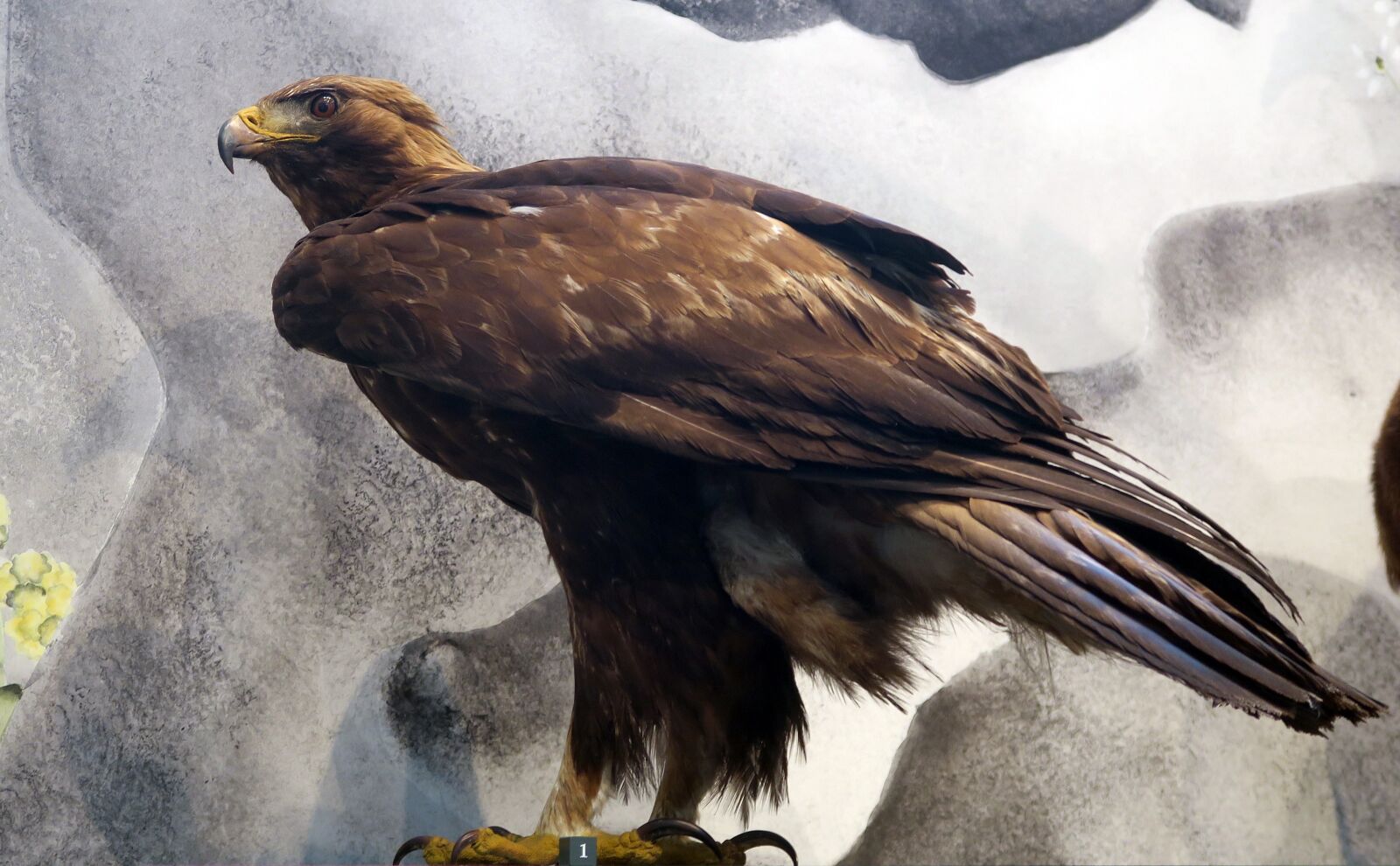 Canon PowerShot G7 X sample photo. Adler, the nature museum photography