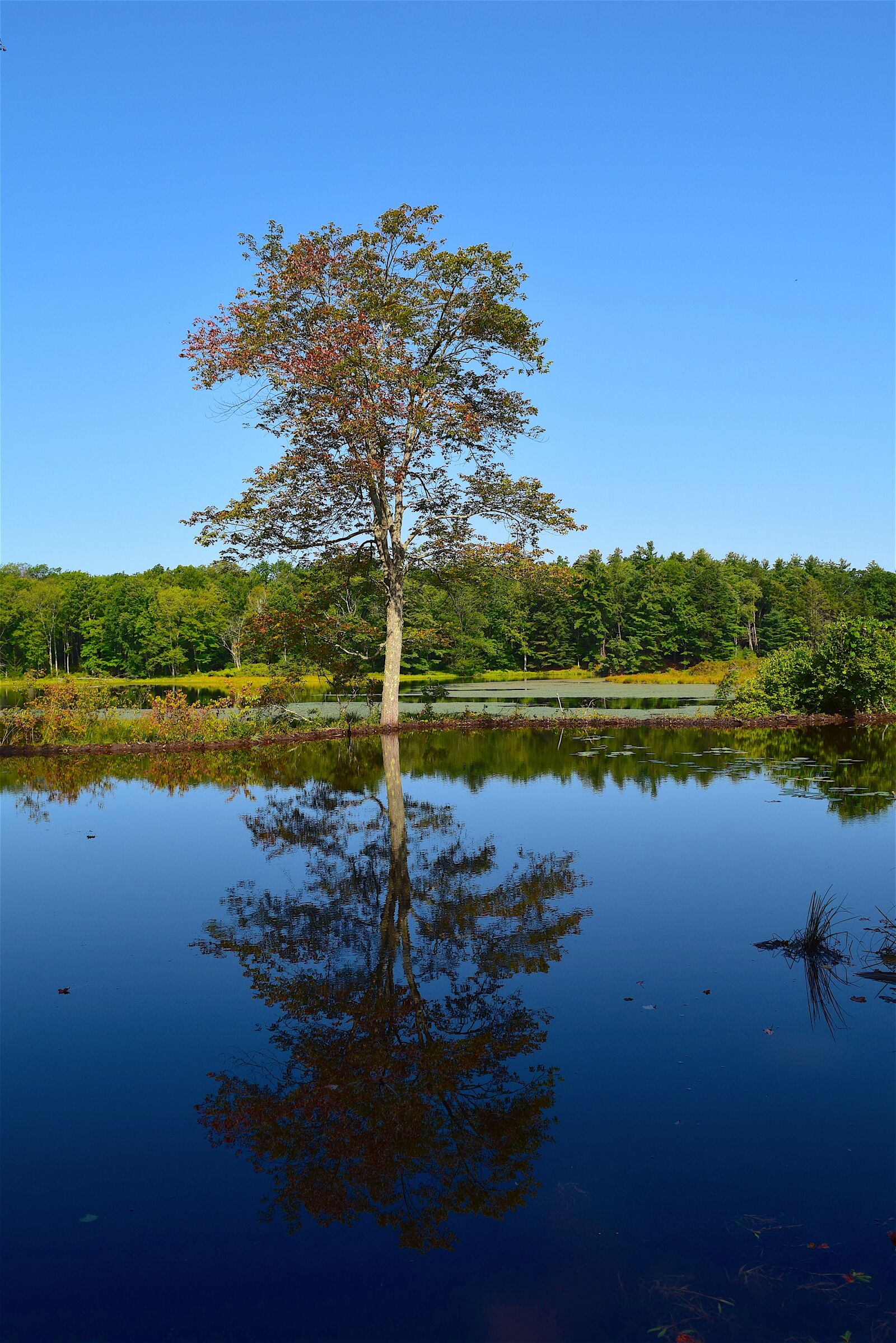 Nikon D3300 sample photo. Pond, tree, reflection photography