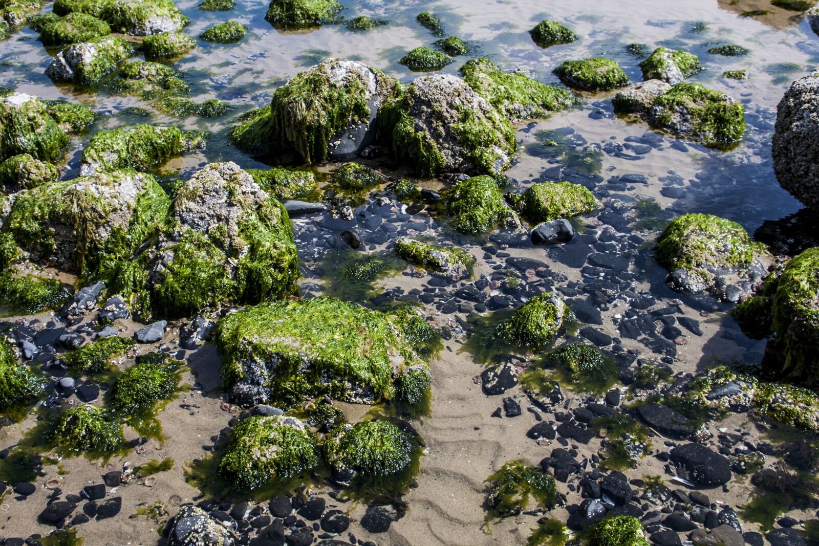 Canon EOS 500D (EOS Rebel T1i / EOS Kiss X3) sample photo. Beach, rocks, oregon photography