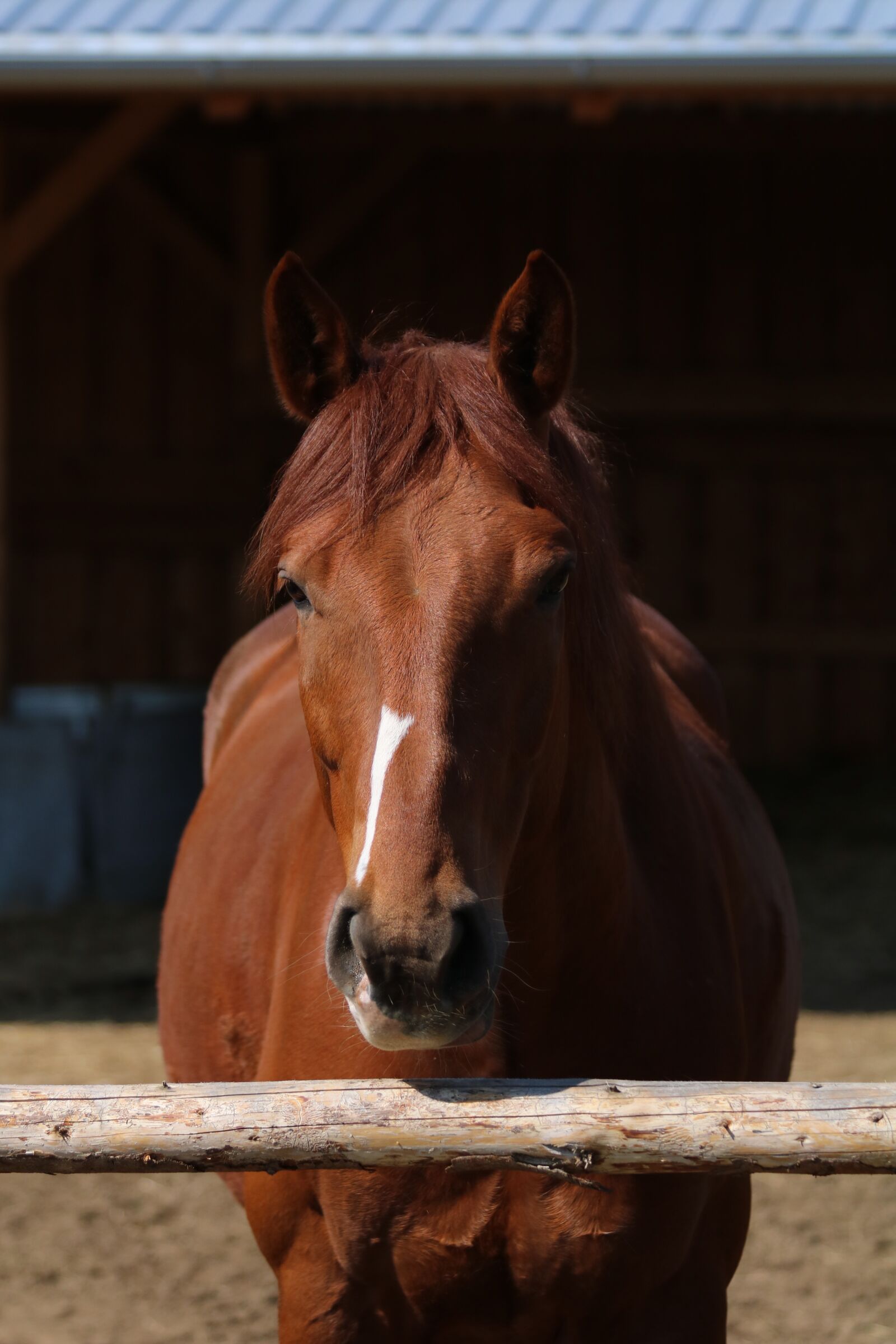 Canon EOS 750D (EOS Rebel T6i / EOS Kiss X8i) sample photo. Horse, brown, pen photography