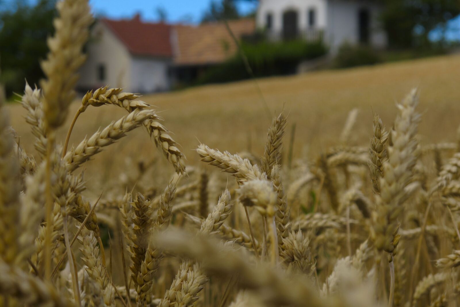 Canon PowerShot G12 sample photo. Wheat, background, nearby photography