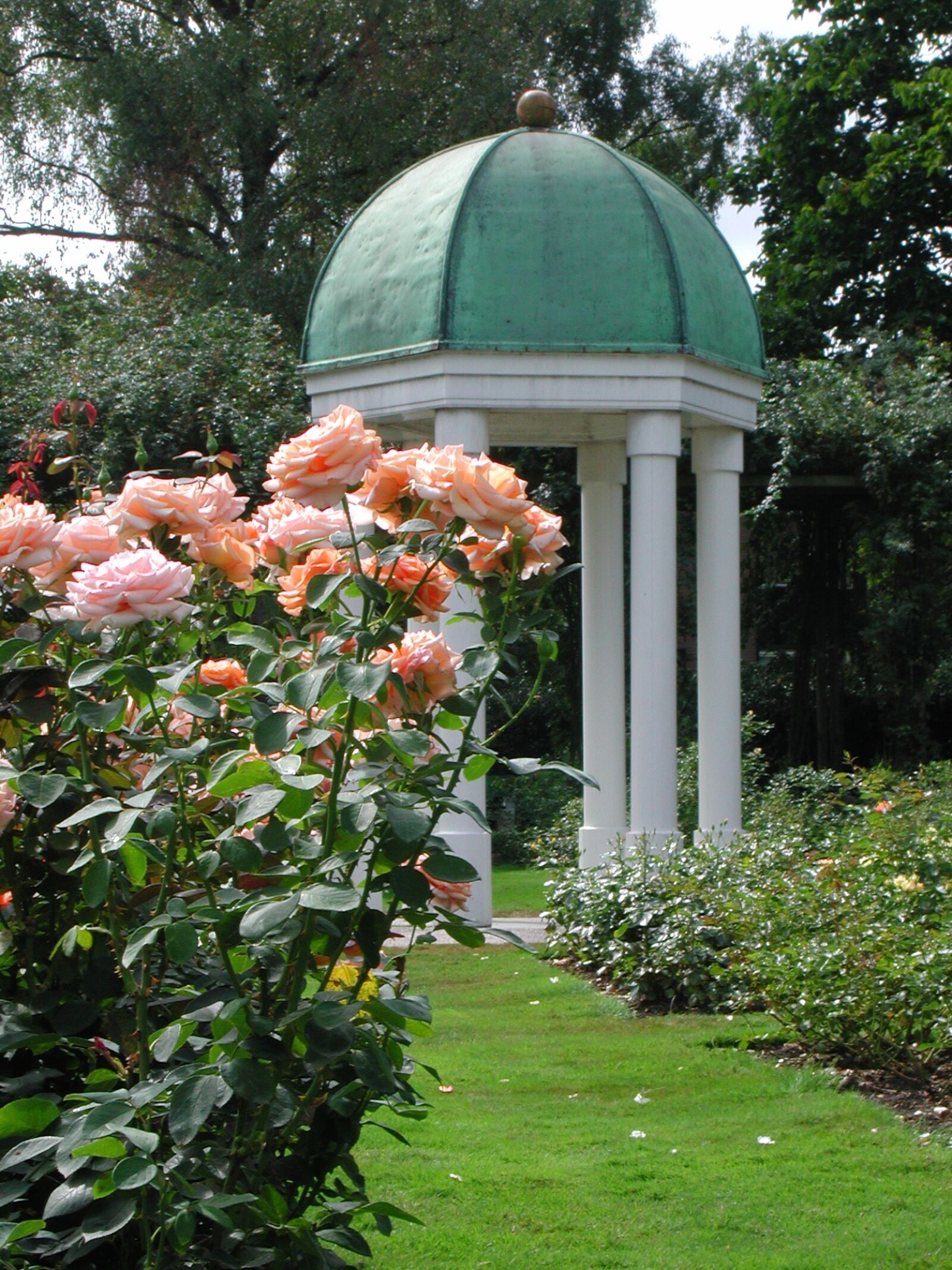 Nikon E880 sample photo. Rose, dome, garden photography
