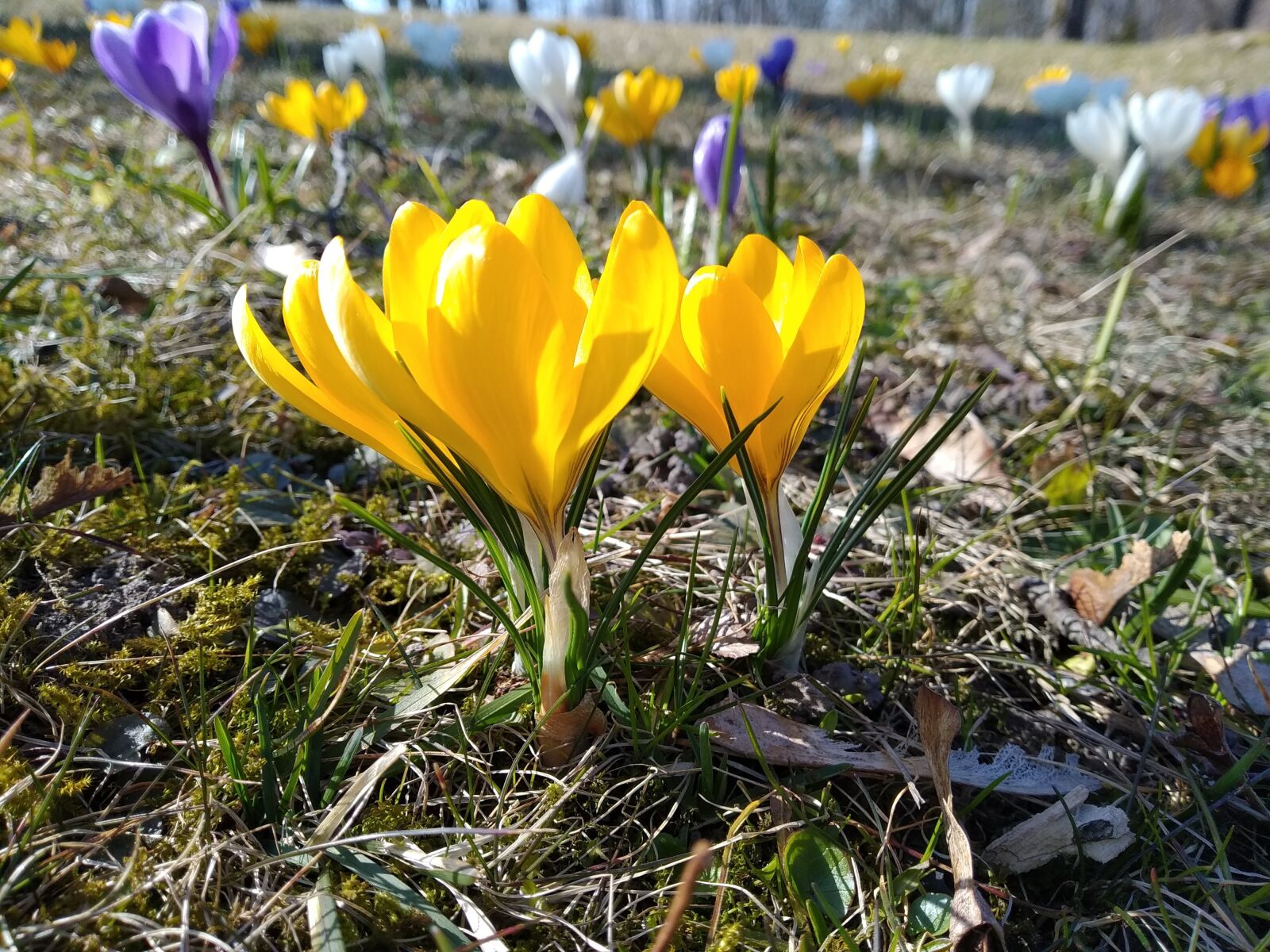 Xiaomi Mi A2 Lite sample photo. Spring, nature, flowers photography