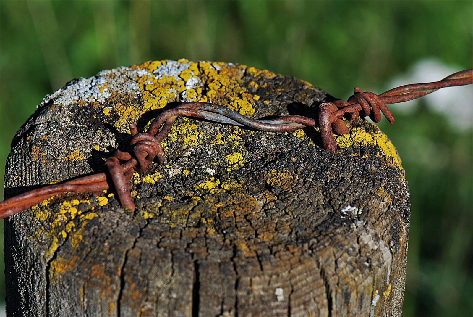 Nikon D80 sample photo. Wood pile, barbed wire photography