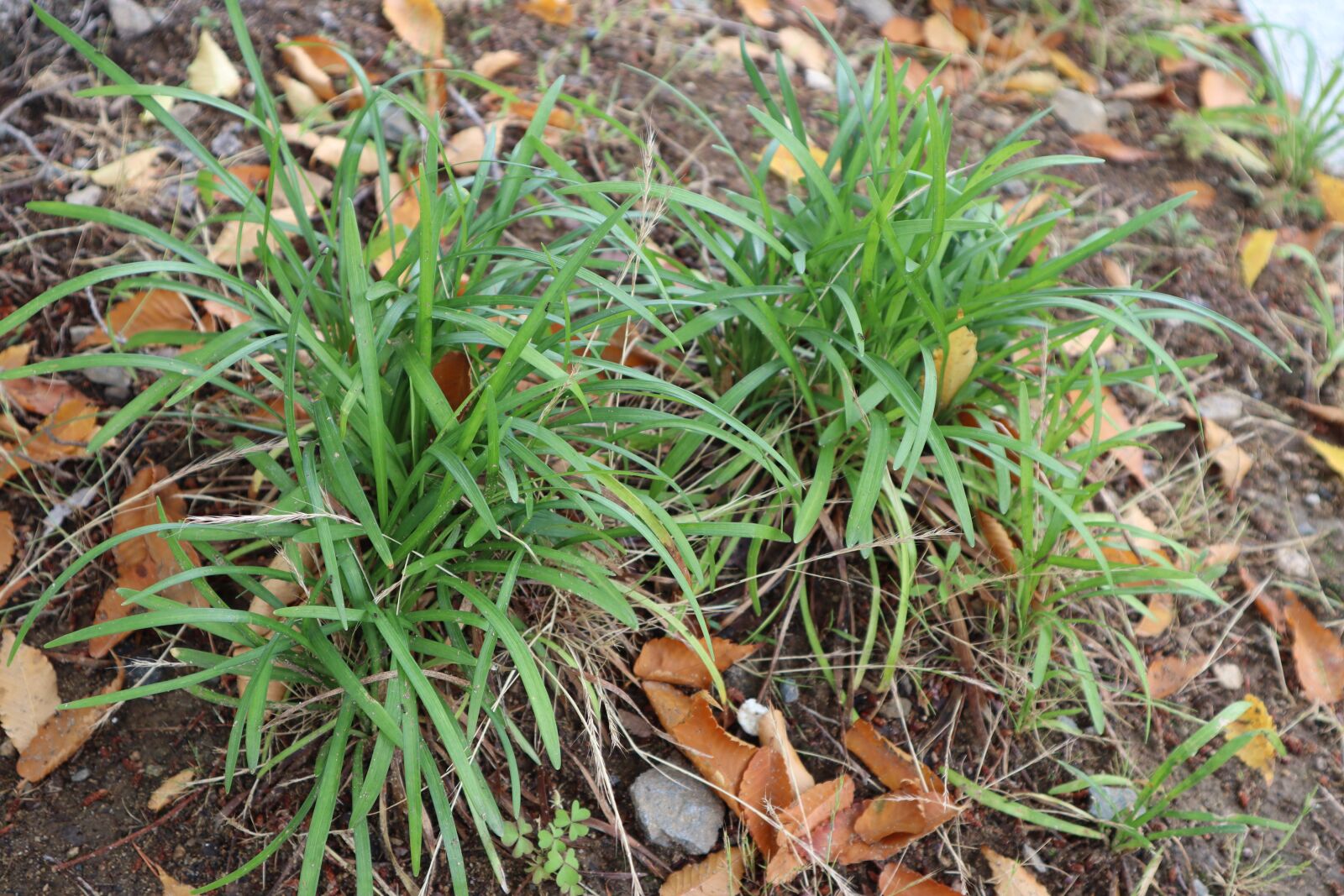 Canon EOS M50 (EOS Kiss M) sample photo. Plants, nature, flowers photography