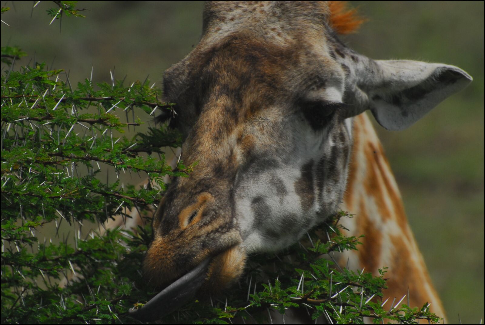 Nikon D200 sample photo. Giraffe, nairobi national park photography