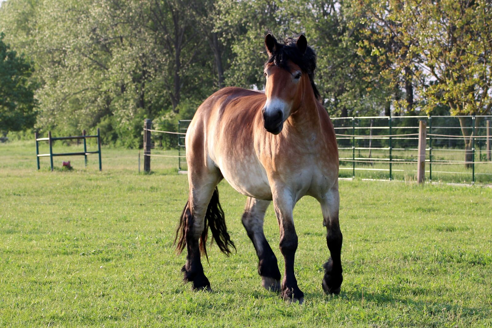 Canon EOS 1200D (EOS Rebel T5 / EOS Kiss X70 / EOS Hi) sample photo. Horse, kaltblut, mare photography