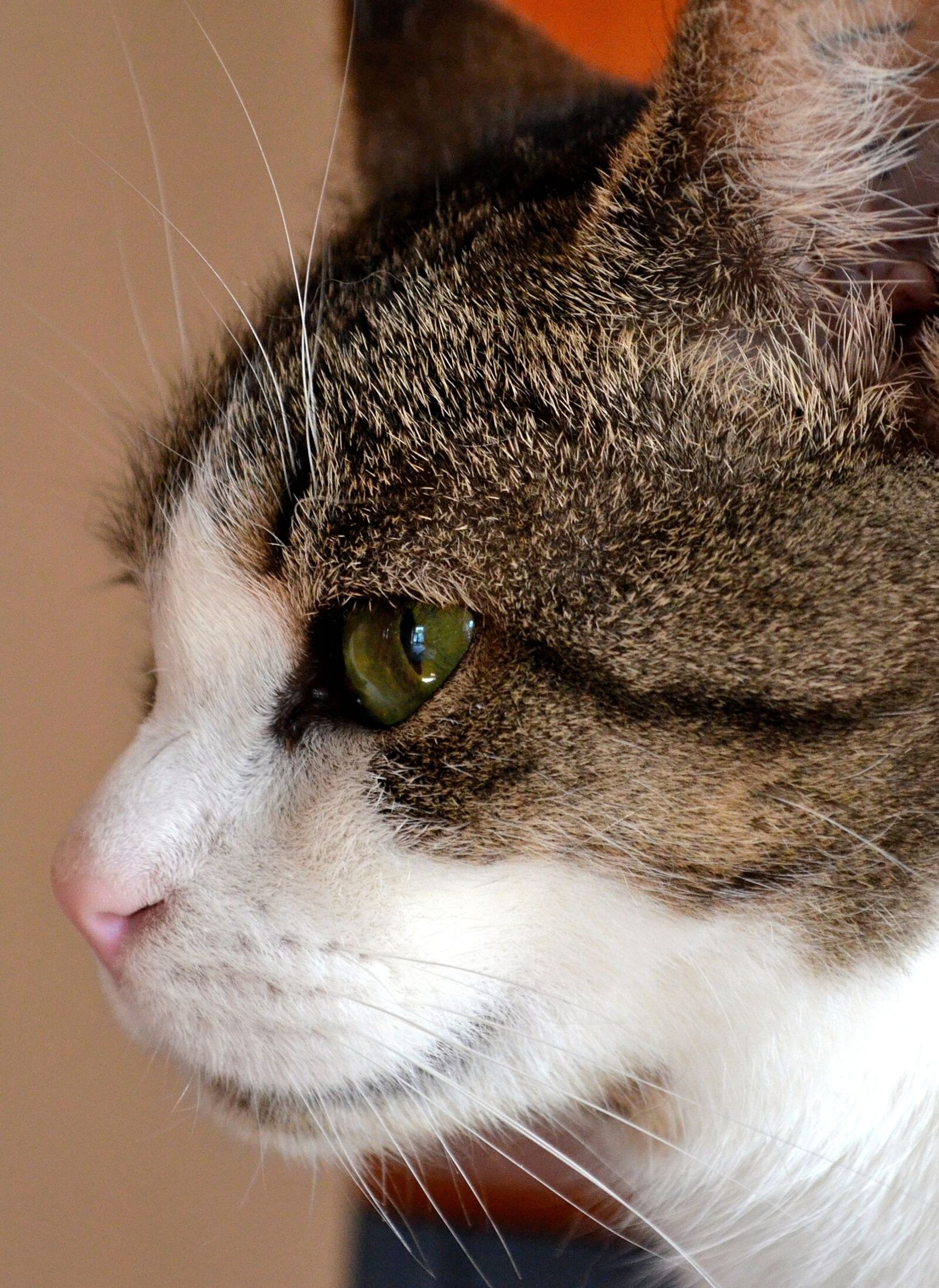 Nikon D5100 sample photo. Cat, cat's eye, animal photography