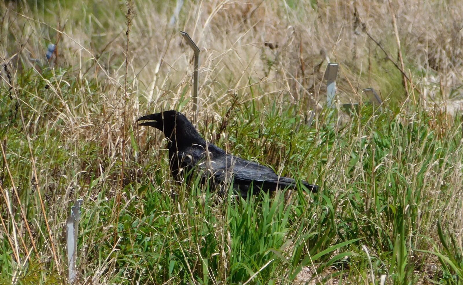 Nikon Coolpix L840 sample photo. Raven, in the grass photography