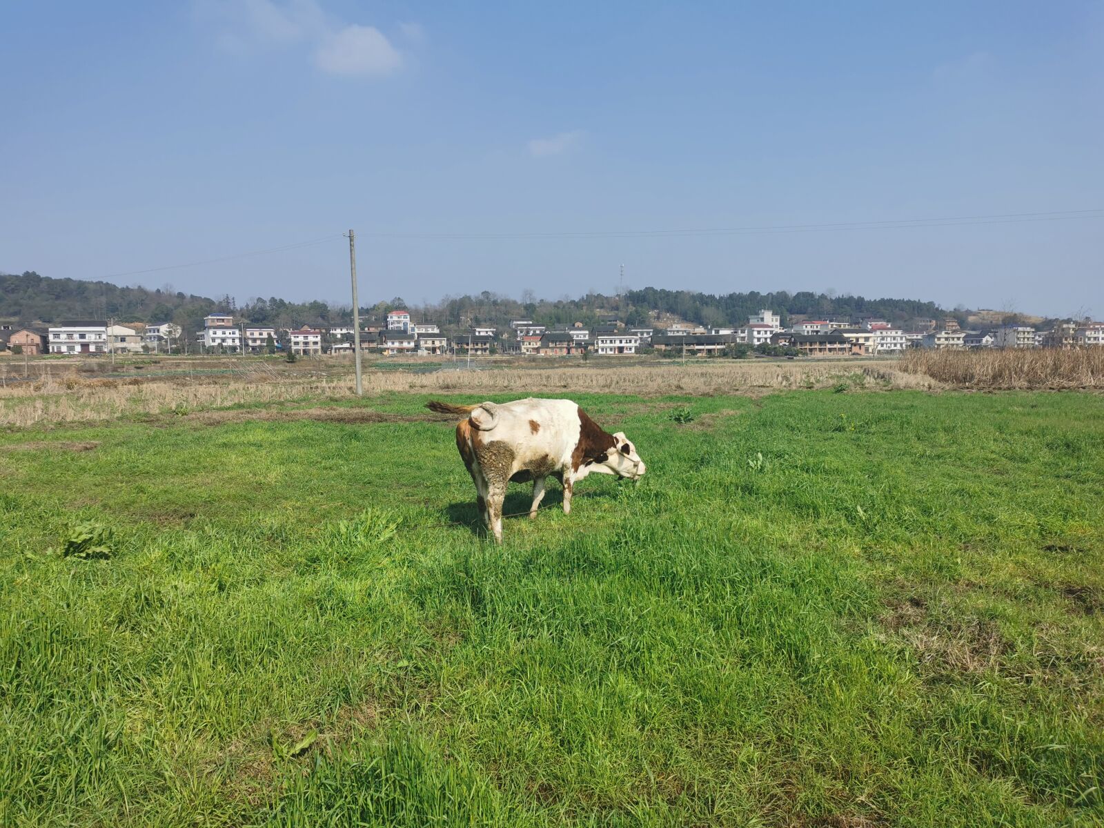 HUAWEI P30 sample photo. Cow, glass, hometown photography