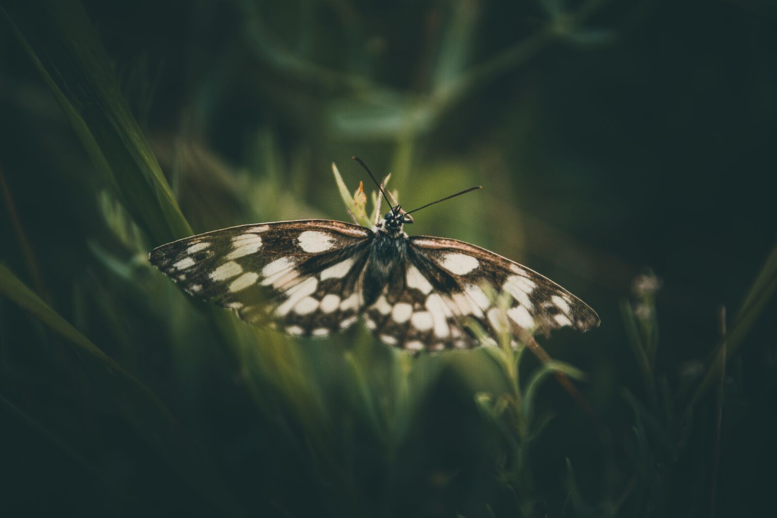 Canon TS-E 90mm F2.8 Tilt-Shift sample photo. Butterfly, insect, grass photography