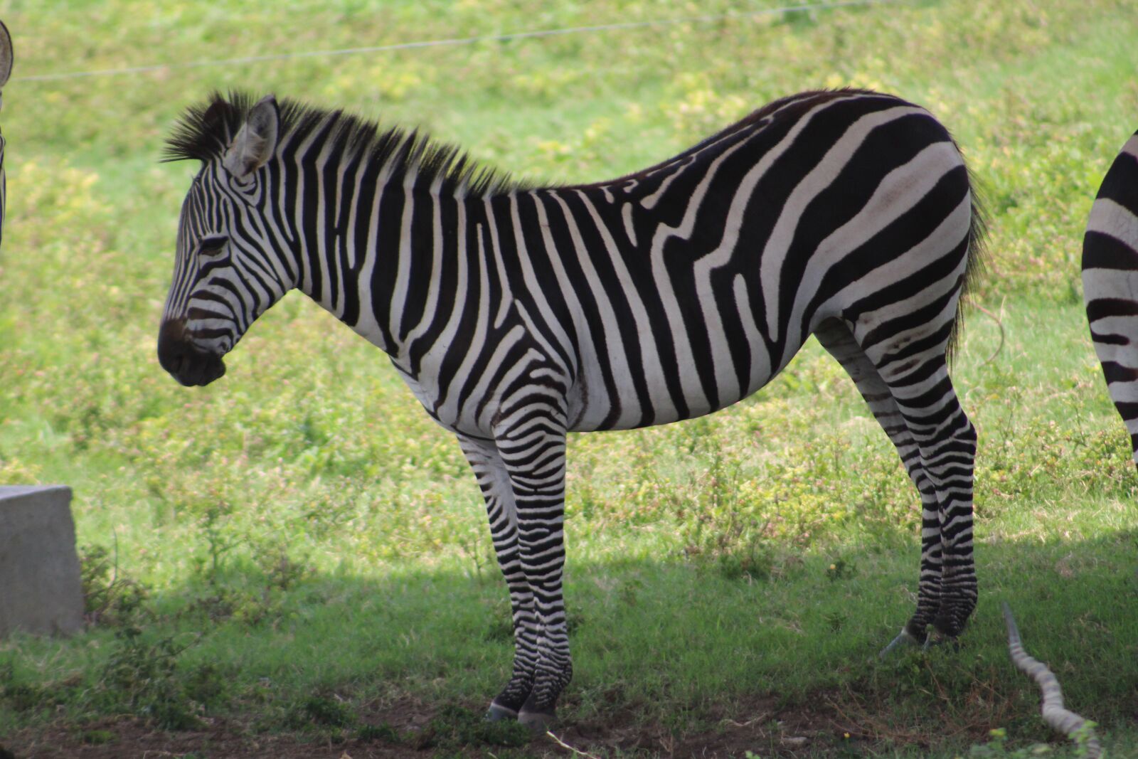 Canon EOS 1300D (EOS Rebel T6 / EOS Kiss X80) sample photo. Zebra, animals, stripes photography