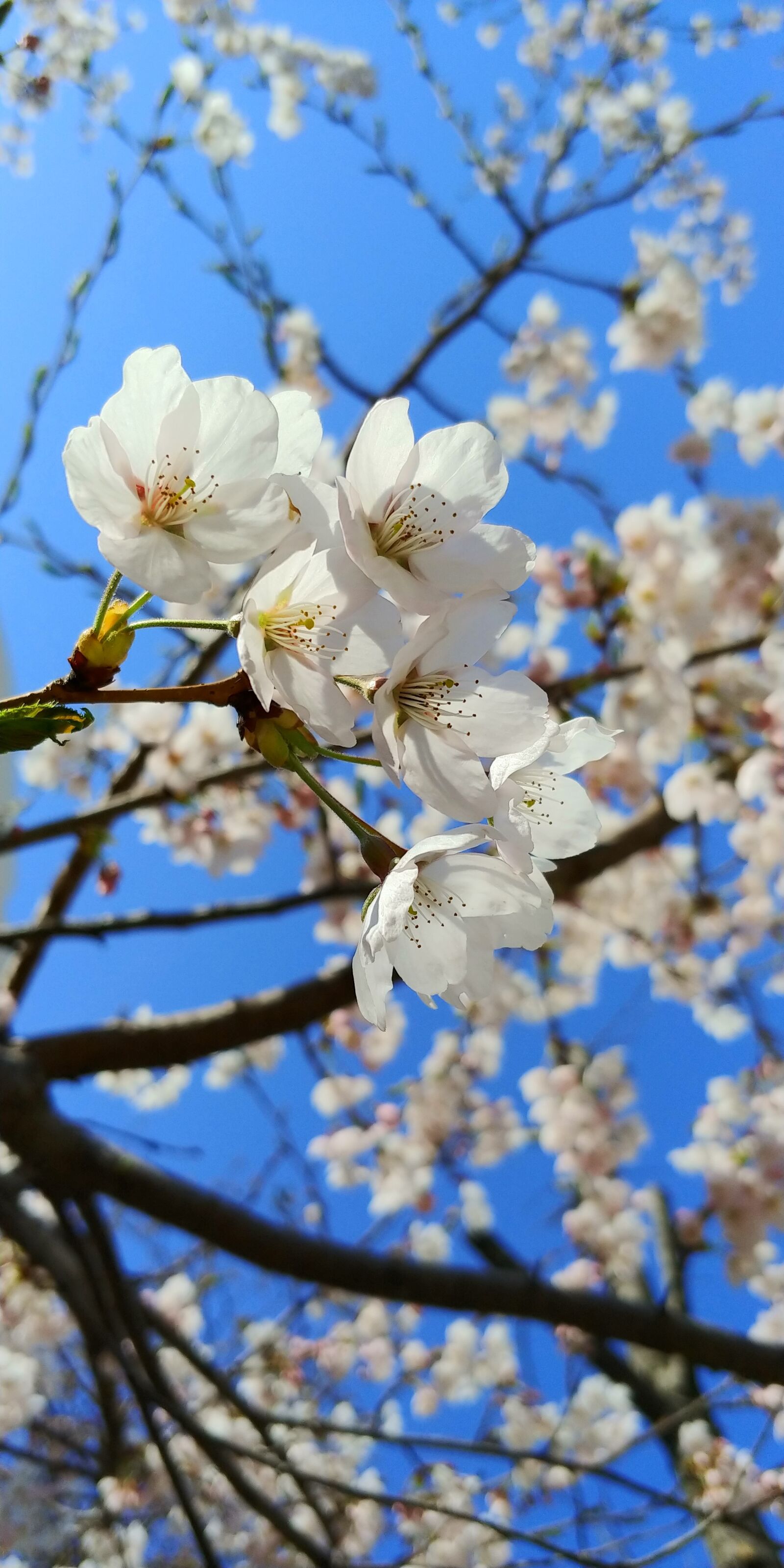 LG M-V300K sample photo. Cherry blossom, spring, flowers photography