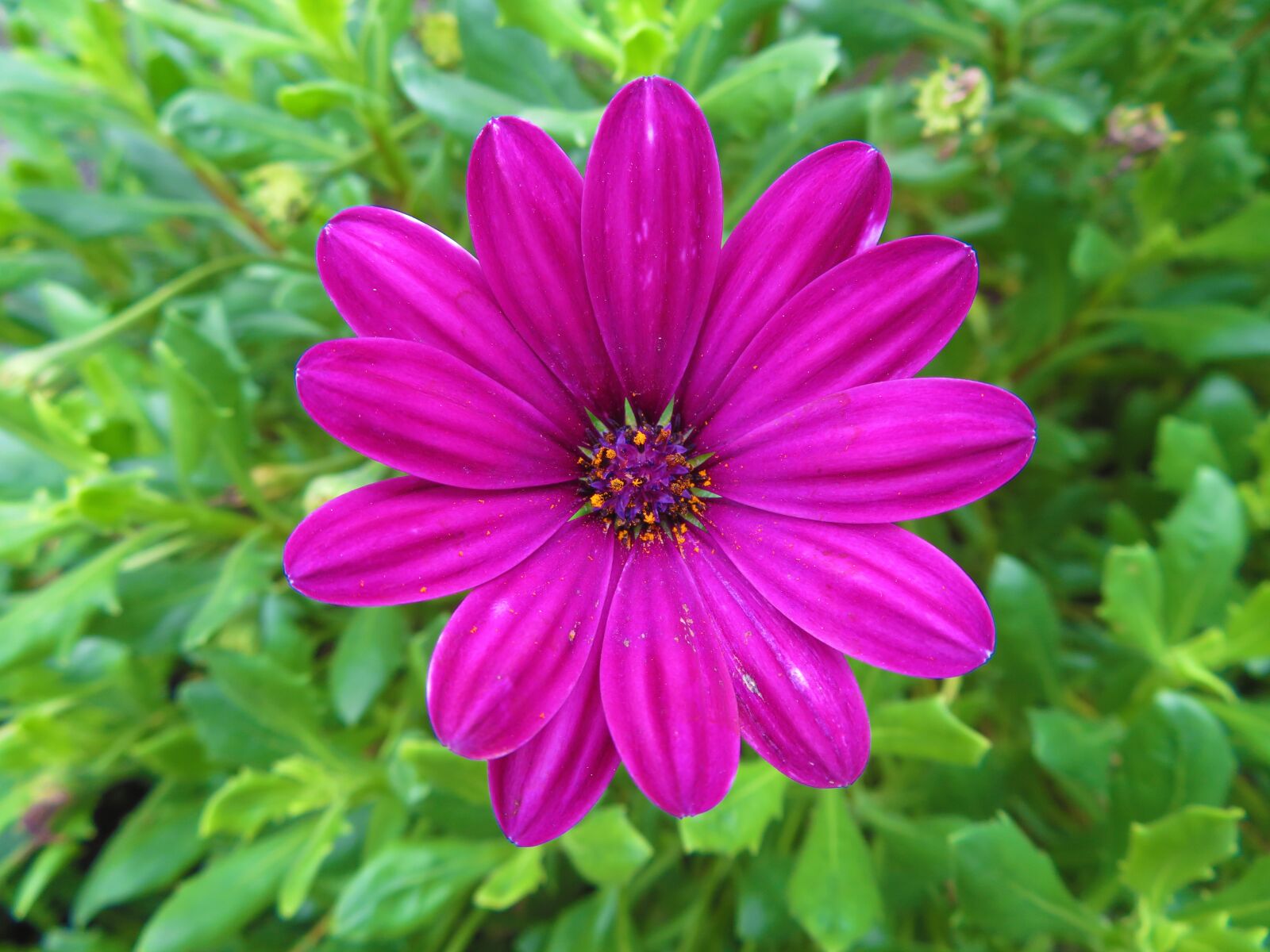Canon PowerShot SX730 HS sample photo. Flower, nature, purple photography