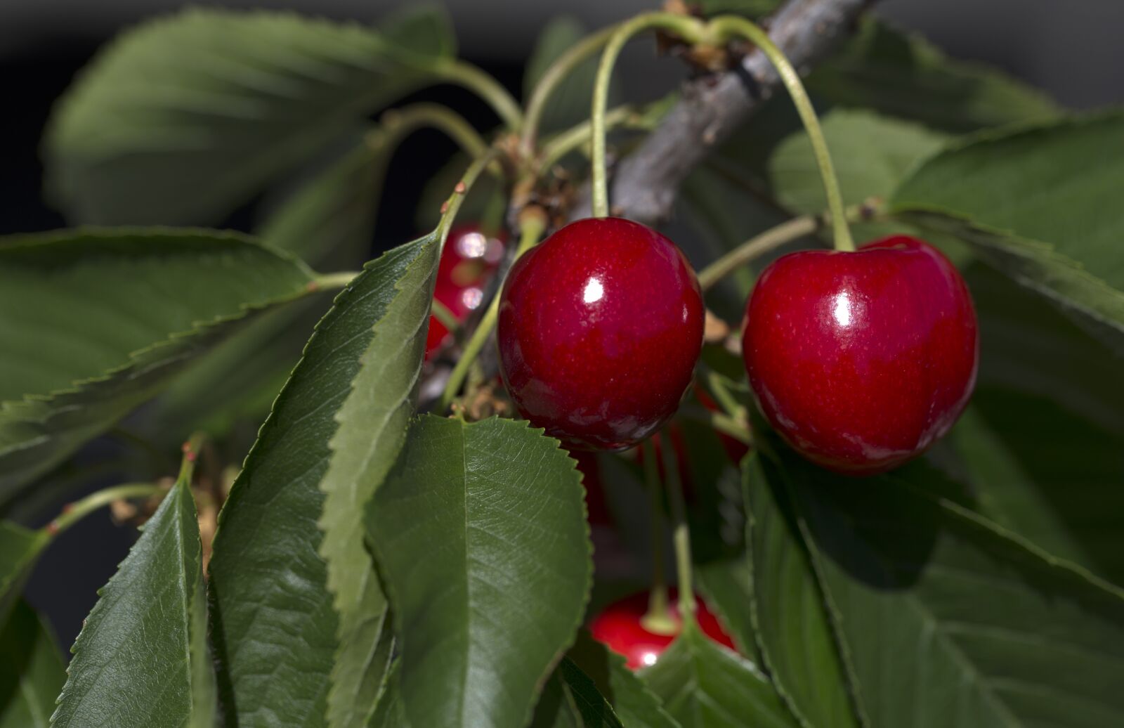 Canon EF 100mm F2.8L Macro IS USM sample photo. Cherries, fruits, red photography