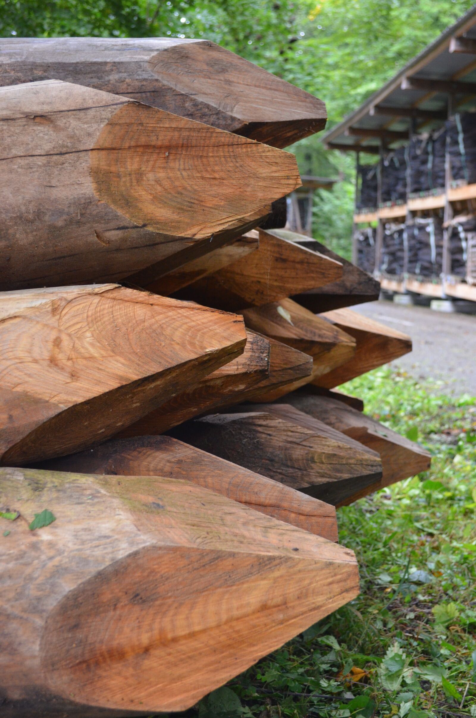 Nikon D5100 sample photo. Wood, trees, nature photography