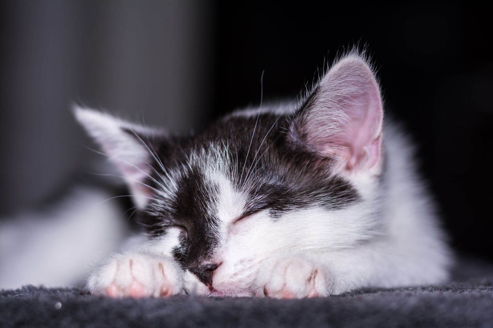 Nikon D5200 sample photo. Baby cat, cat baby photography