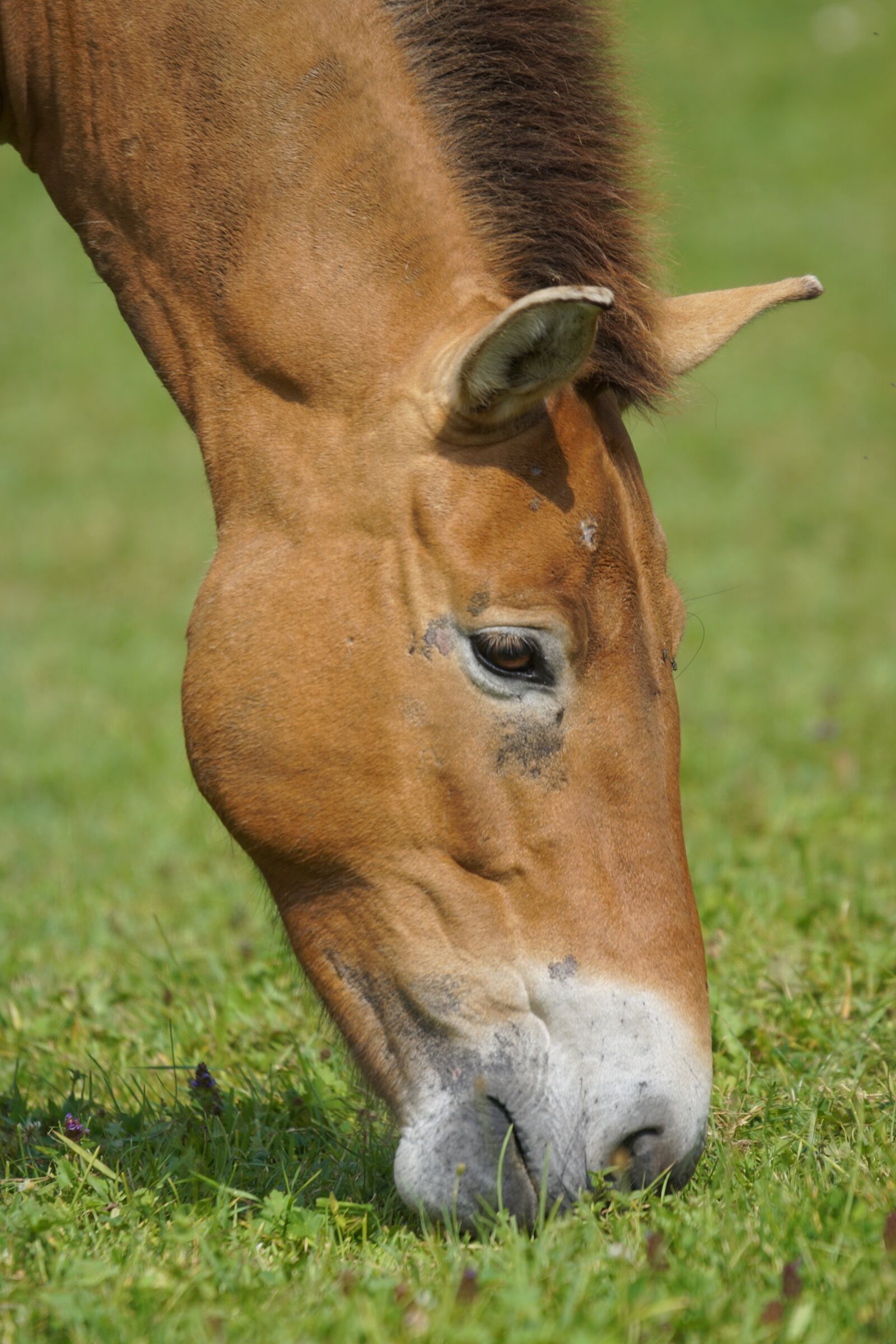Sony ILCA-77M2 + Sony 70-400mm F4-5.6 G SSM sample photo. Przewalski, wild horse, pasture photography
