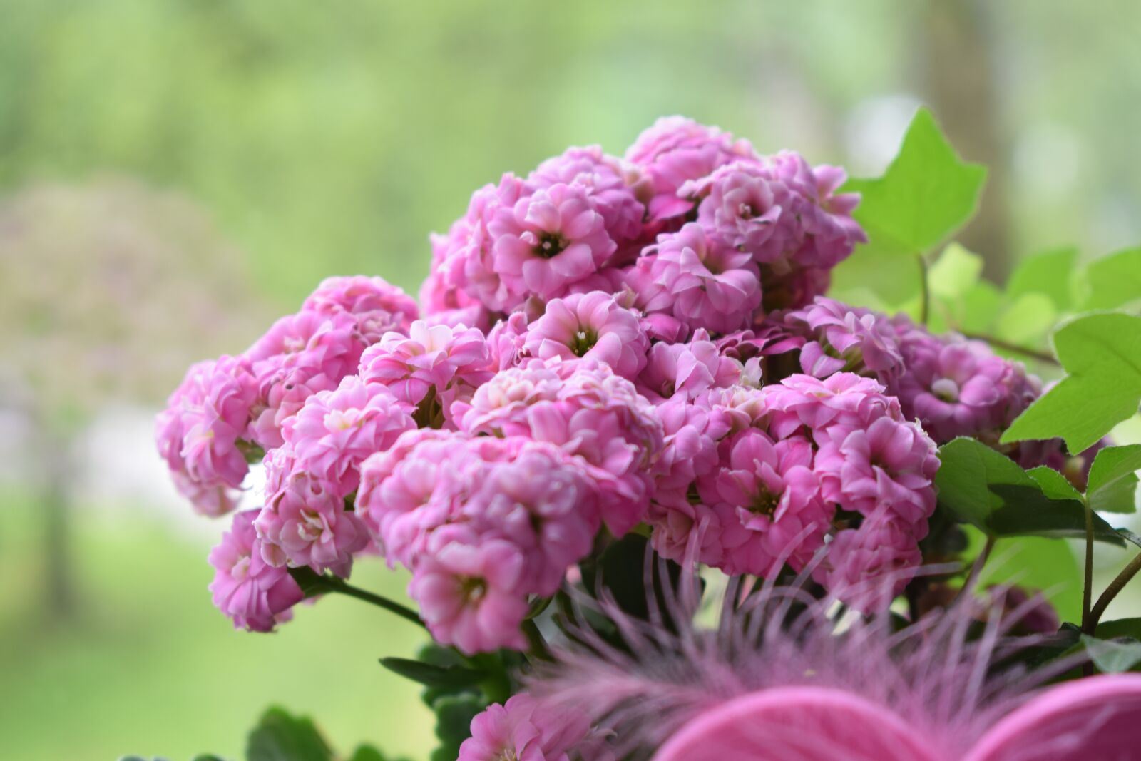 Nikon D3300 sample photo. Macro, flower, pink photography