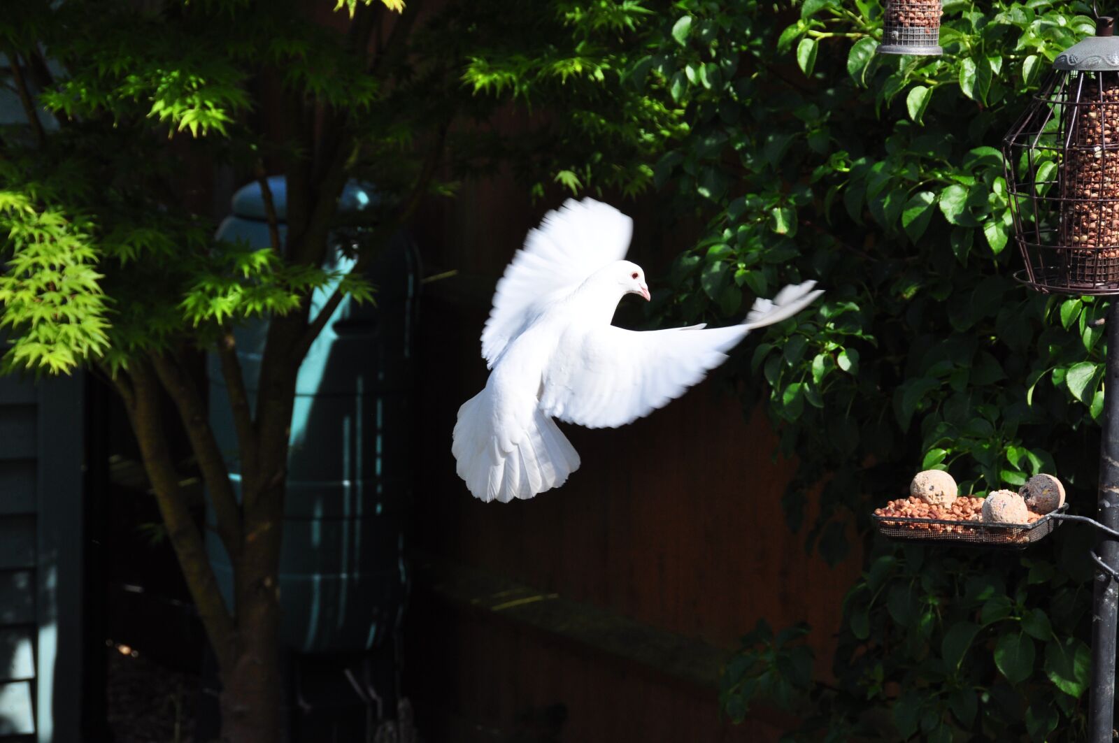 Nikon D90 sample photo. Dove, in, flight photography
